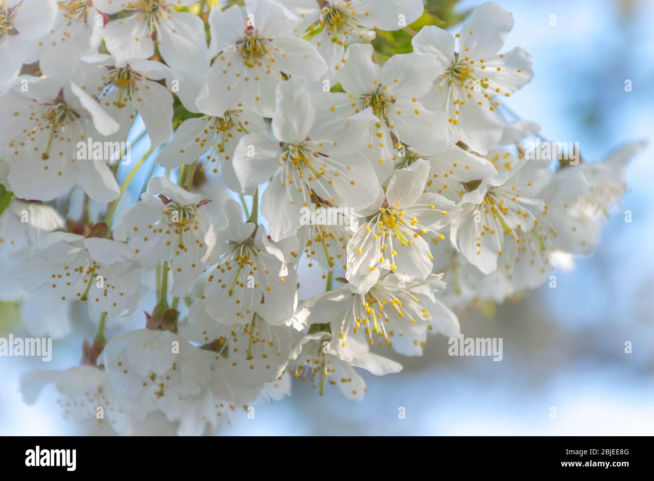 Weiße Kirschblüte am Morgen Stockfoto