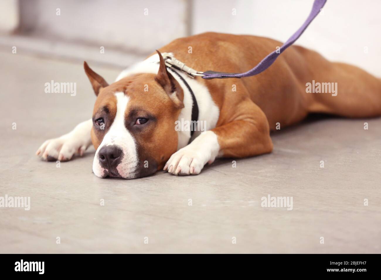 Niedlicher lustiger Hund liegt auf dem Boden, Nahaufnahme Stockfoto