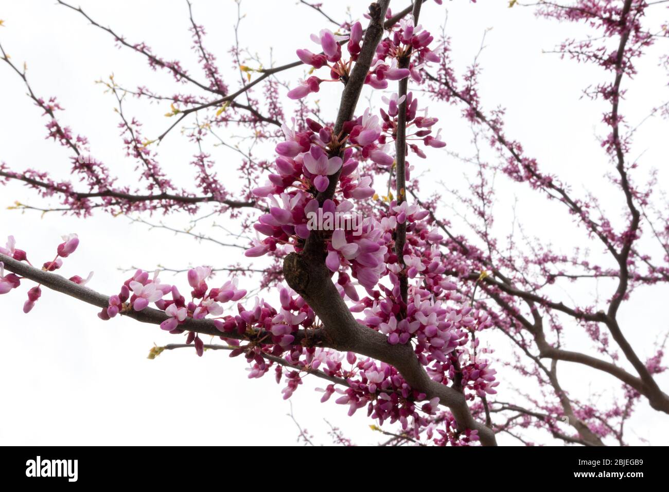 Ein blühender Zweig des östlichen Redbud-Baumes gegen das Weiß eines bewölkten Himmels. Der Name stammt aus nordostamerika und ist cercis canadensis Stockfoto