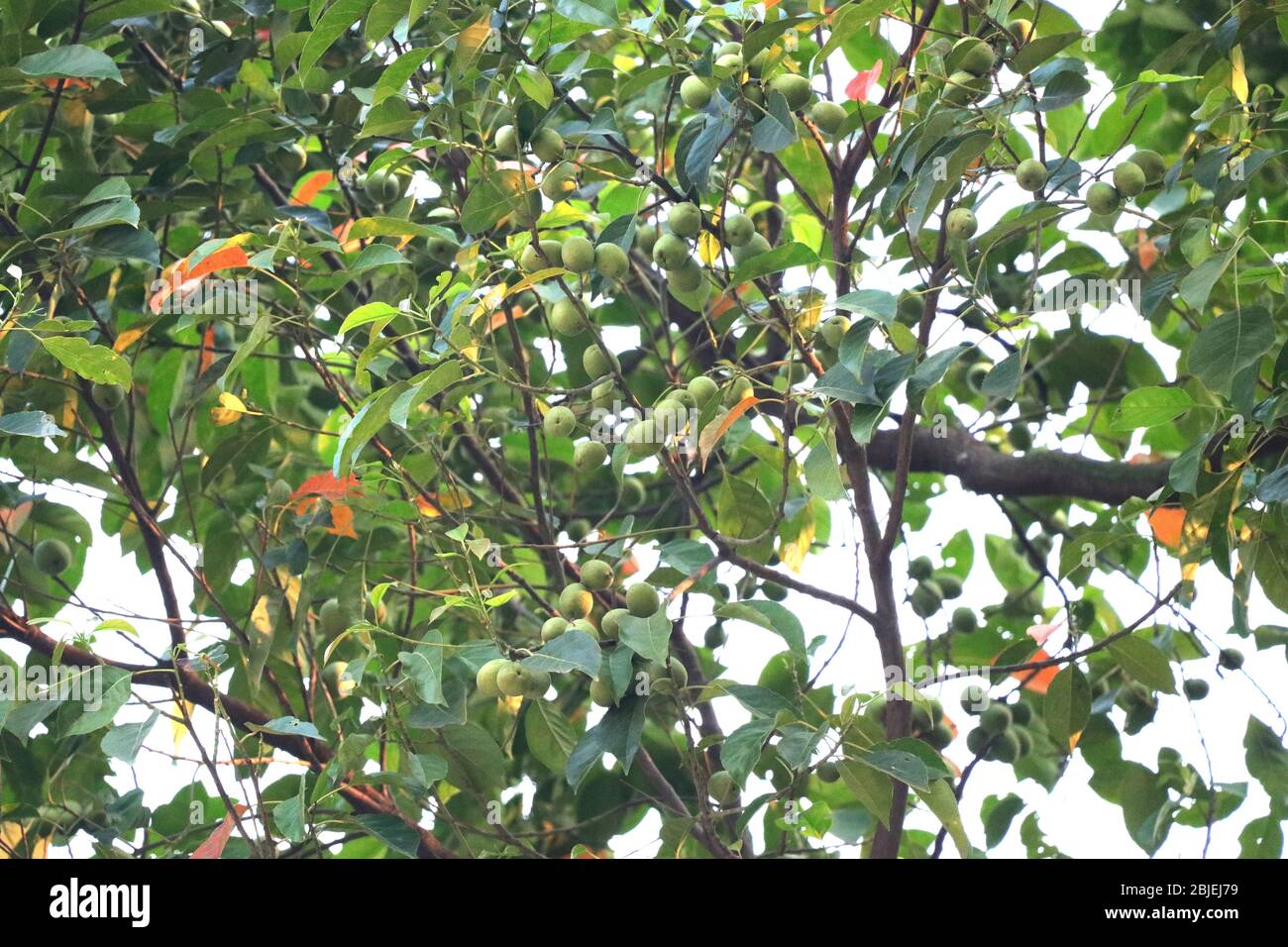 Olivenfrüchte wachsen schön in einem Olivenbaum in Bangladesch, reiche landwirtschaftliche Ergebnisse jemals Stockfoto