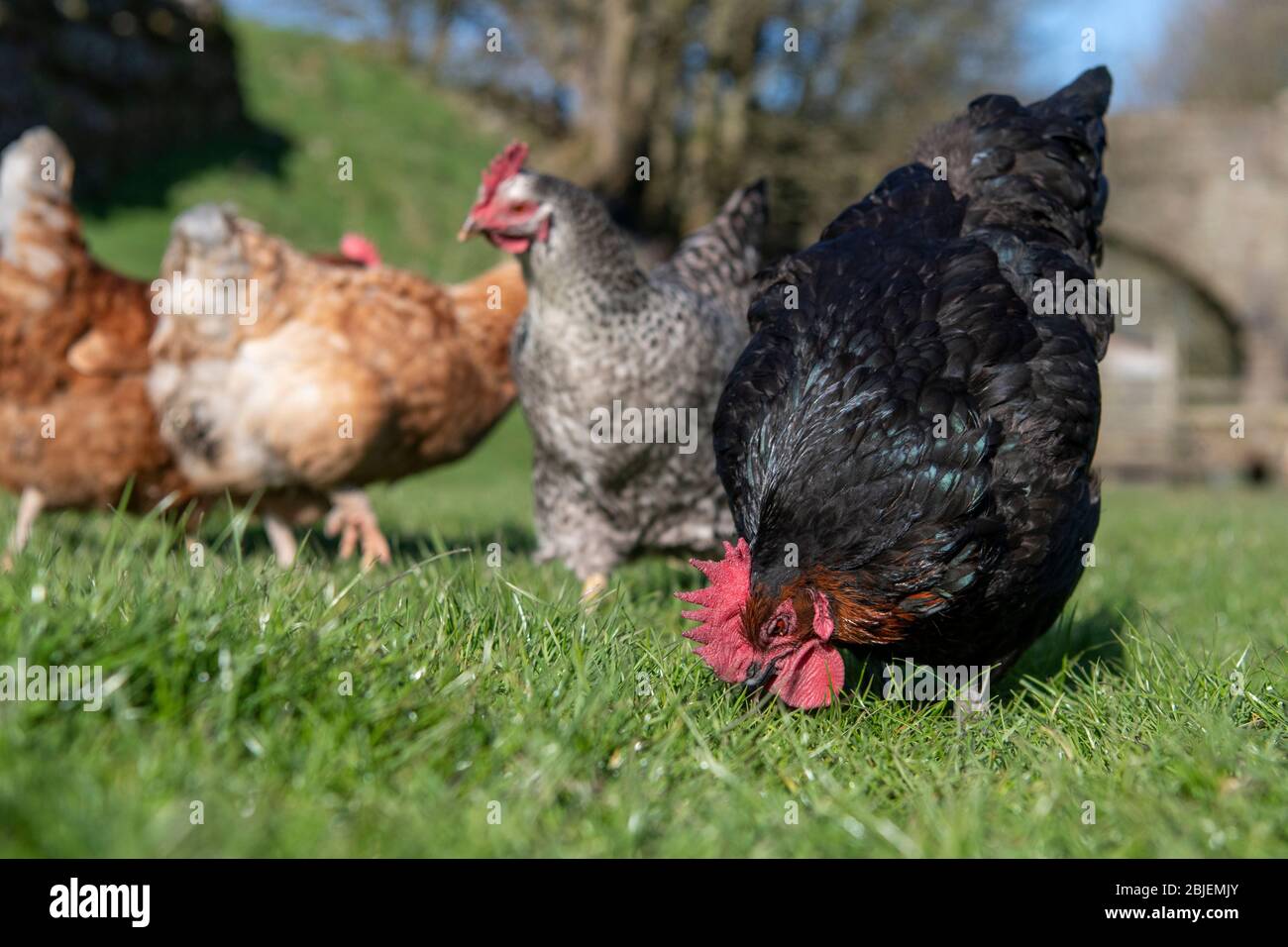 Freiland Hennen picken für Nahrung unter Gras in einem Feld. North Yorkshire, Großbritannien. Stockfoto