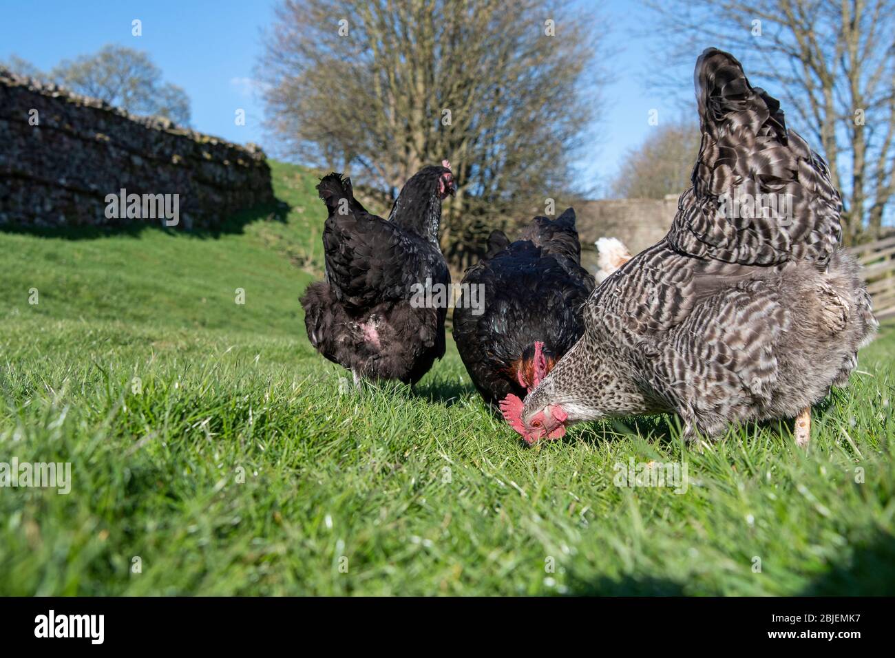 Freiland Hennen picken für Nahrung unter Gras in einem Feld. North Yorkshire, Großbritannien. Stockfoto