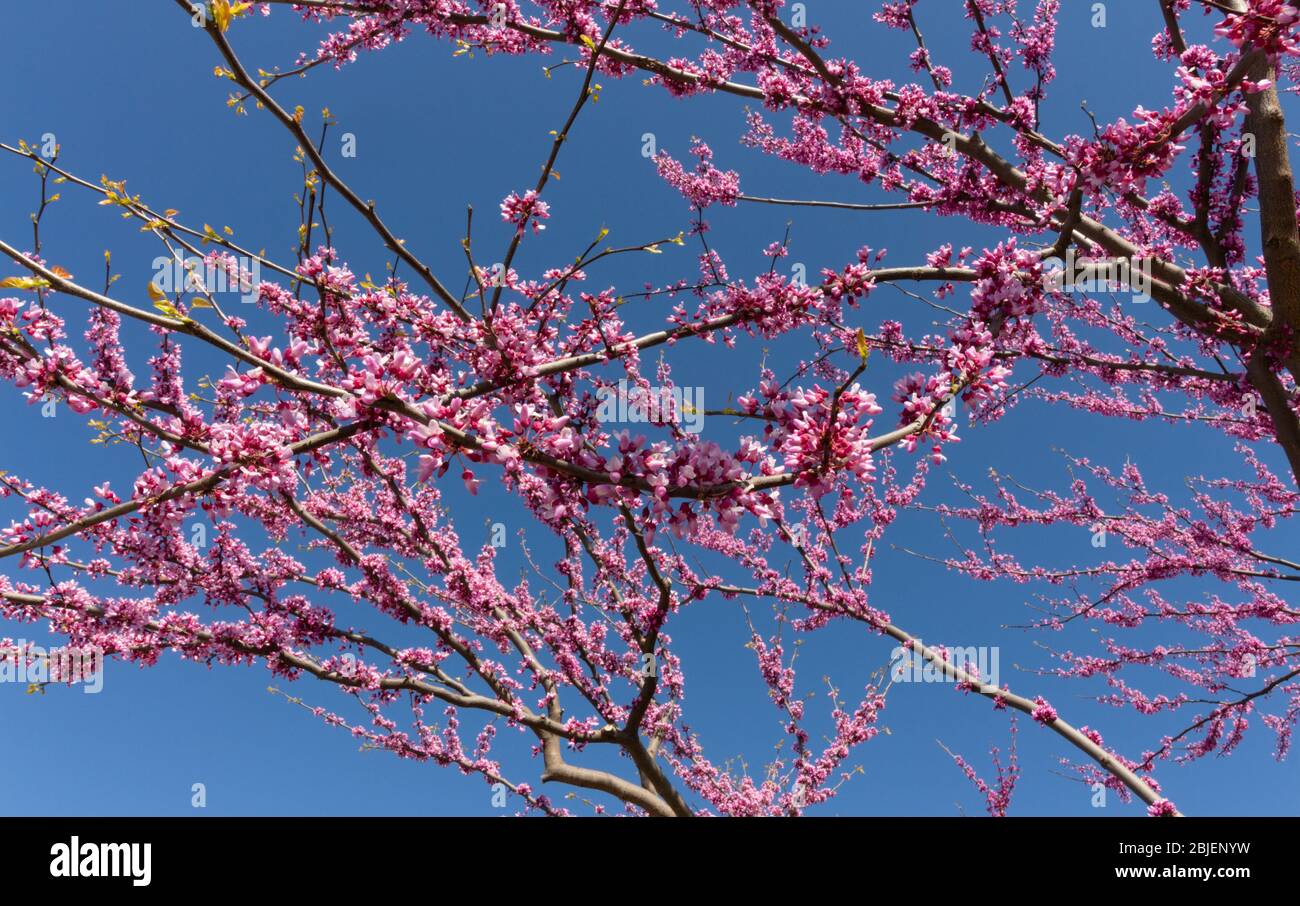 Rosa blühende Äste des östlichen Redbud-Baumes vor einem klaren blauen Himmel. Der in Nordamerika heimische wissenschaftliche Name ist cercis canadensis Stockfoto