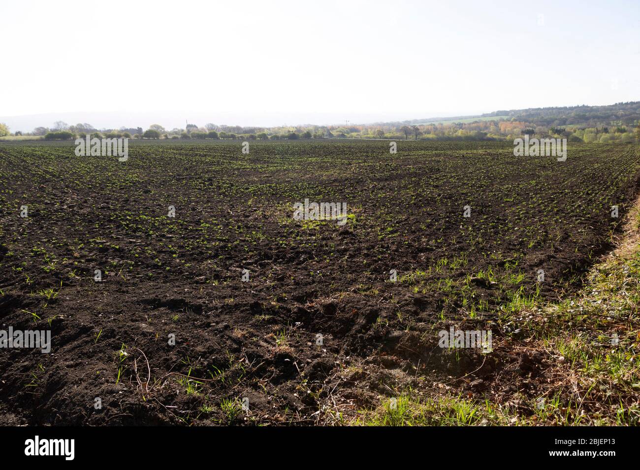 Die ersten Triebe einer Ernte beginnen, durch ein Feld in Gateshead, England zu spähen. Das Ackerland ist von Wäldern umgeben. Stockfoto