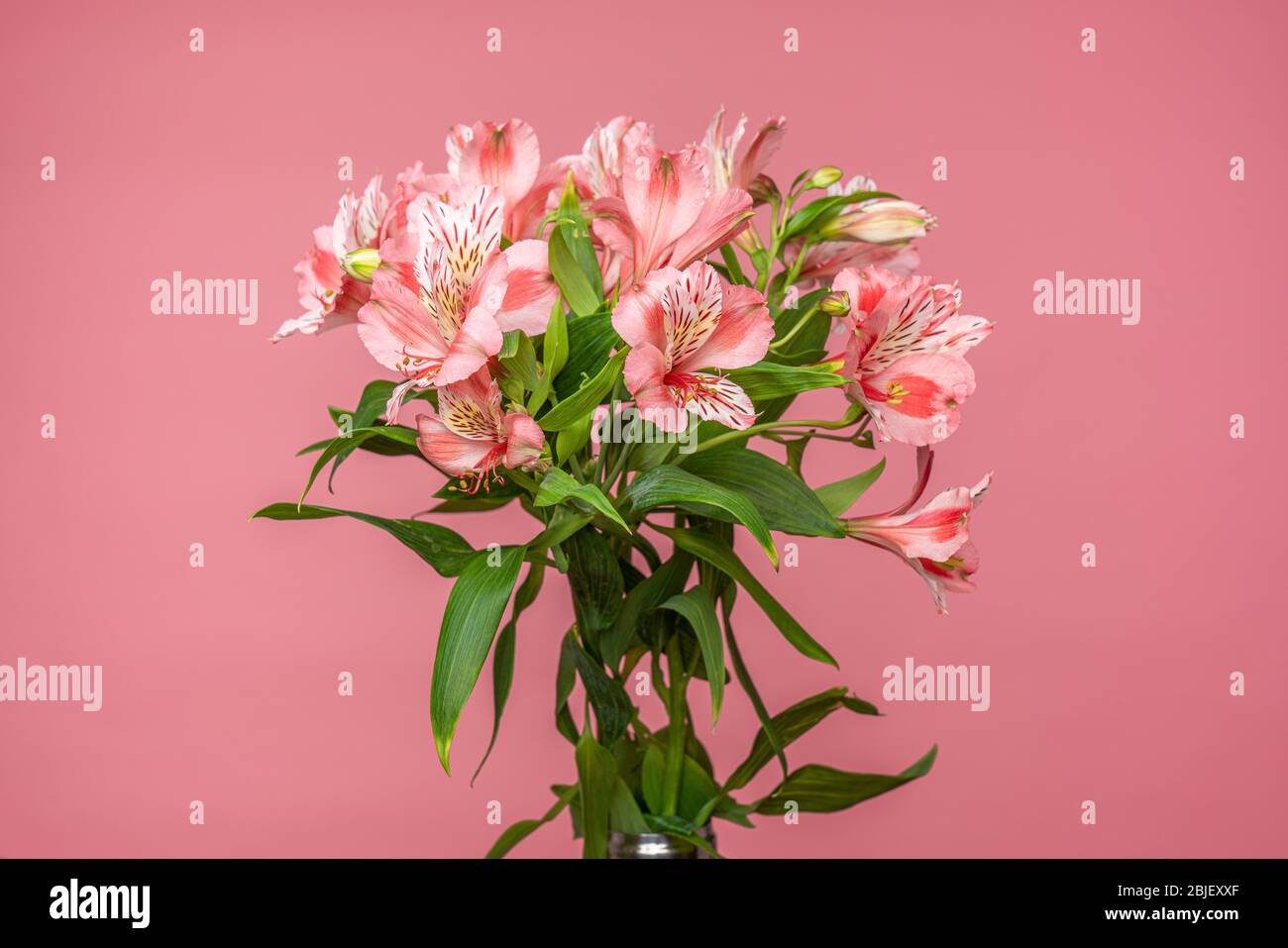 Frisches, alstroemeria Bouquet von zarten Blüten isoliert auf Candy rosa. Hochzeitsstrauß Stockfoto