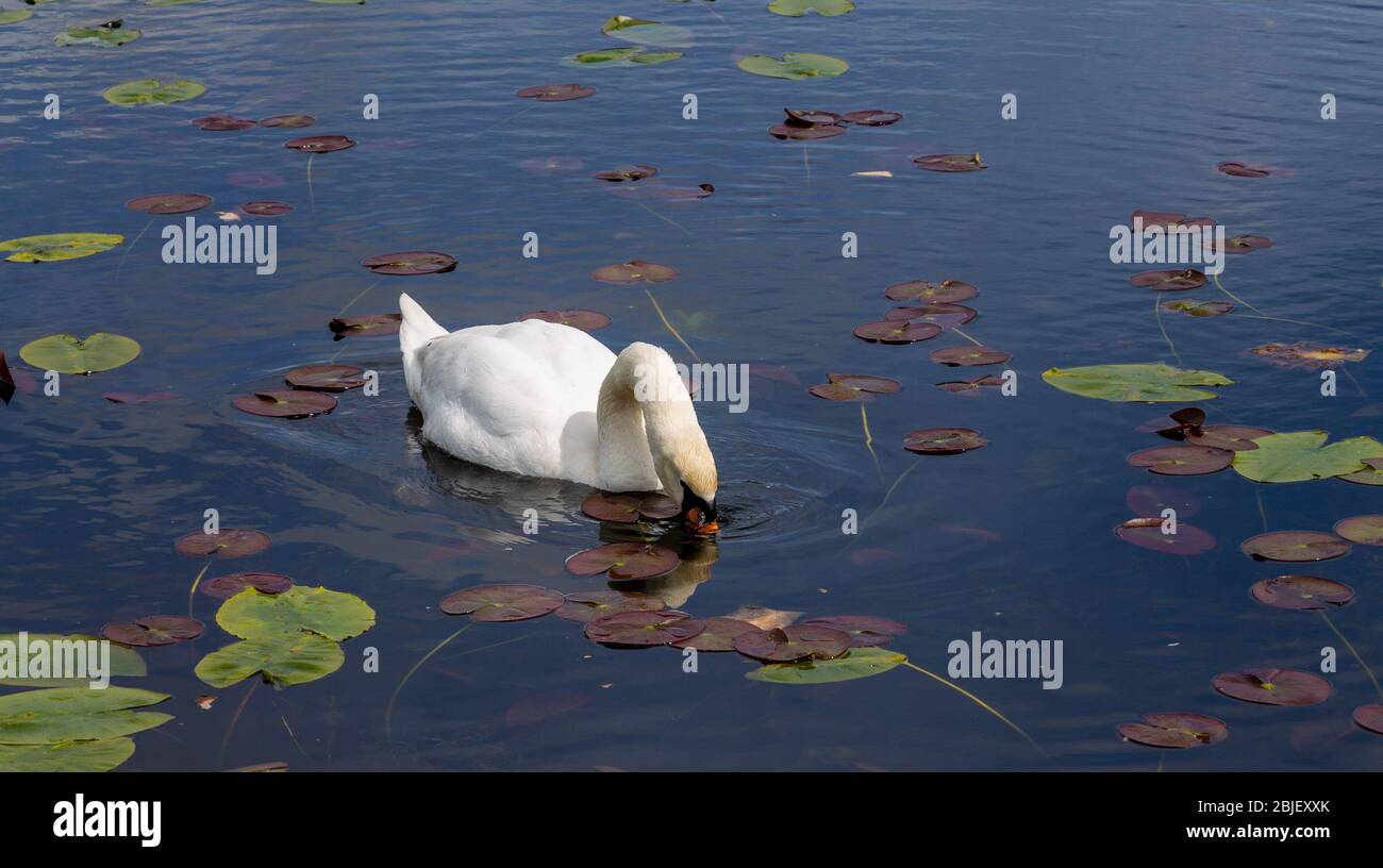 Männlicher Mute Swan Cygnus Farbe Fütterung auf einem See voller Lilly Pads. Stockfoto