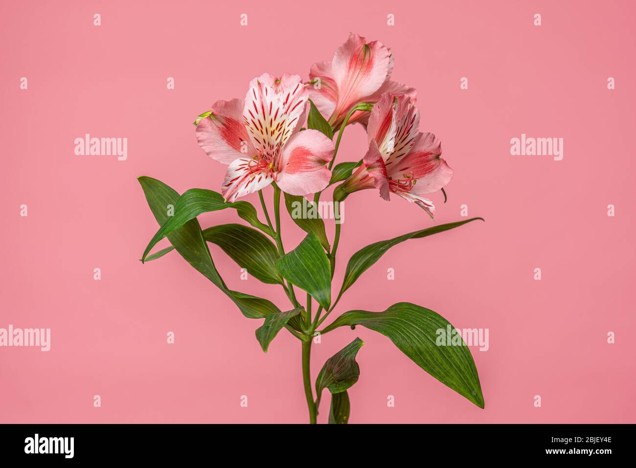 Vintage Foto von rosa Alstroemeria Blumen schließen auf rosa Hintergrund. Zarte glänzende Blütenblätter aus rosa peruanischen Lilien - Blumenmuster zum Gruß Stockfoto