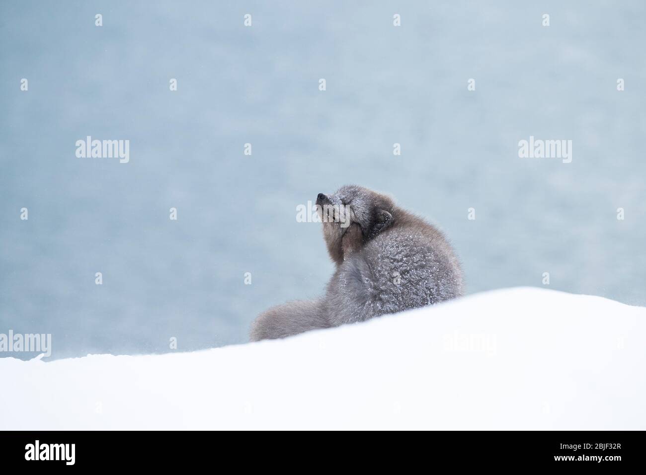 Arktischer Fuchs (Vulpes lagopus) kratzt Stockfoto