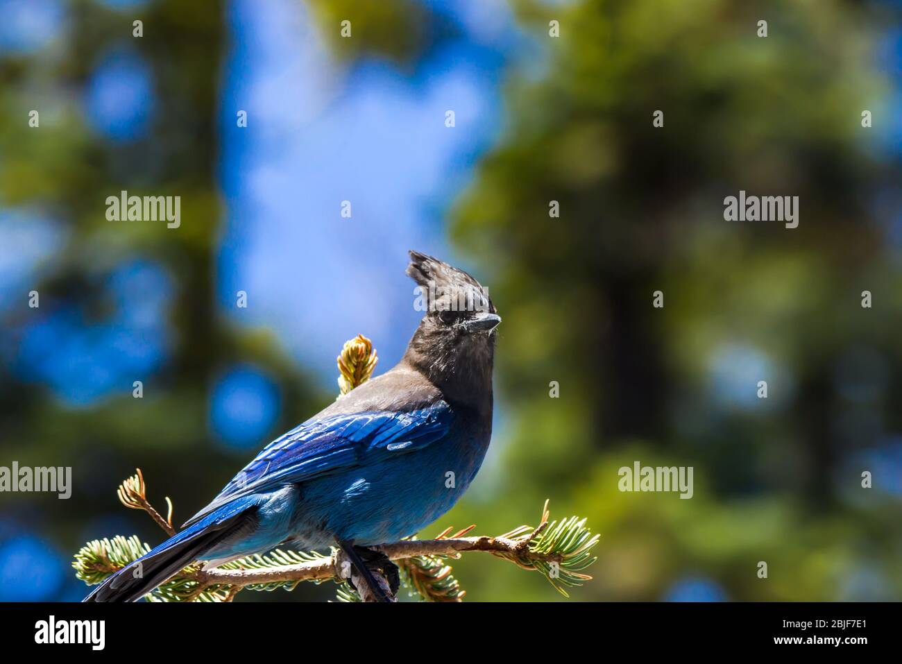 Jay in Kalifornien Stockfoto