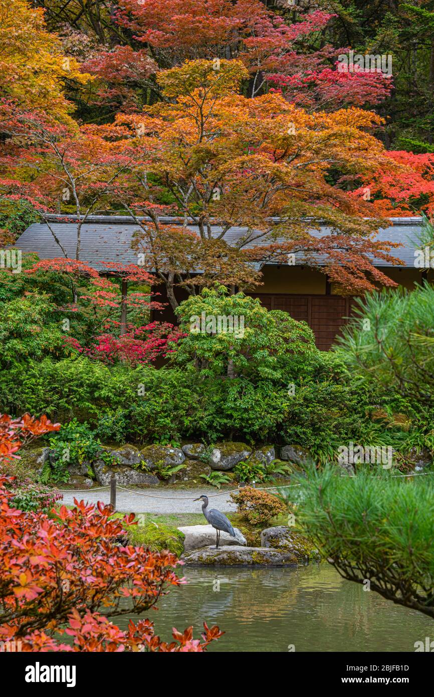 Großer blauer Reiher am Rand des japanischen Gartenteichs in Brilliant Fall Blatt, vertikal Stockfoto