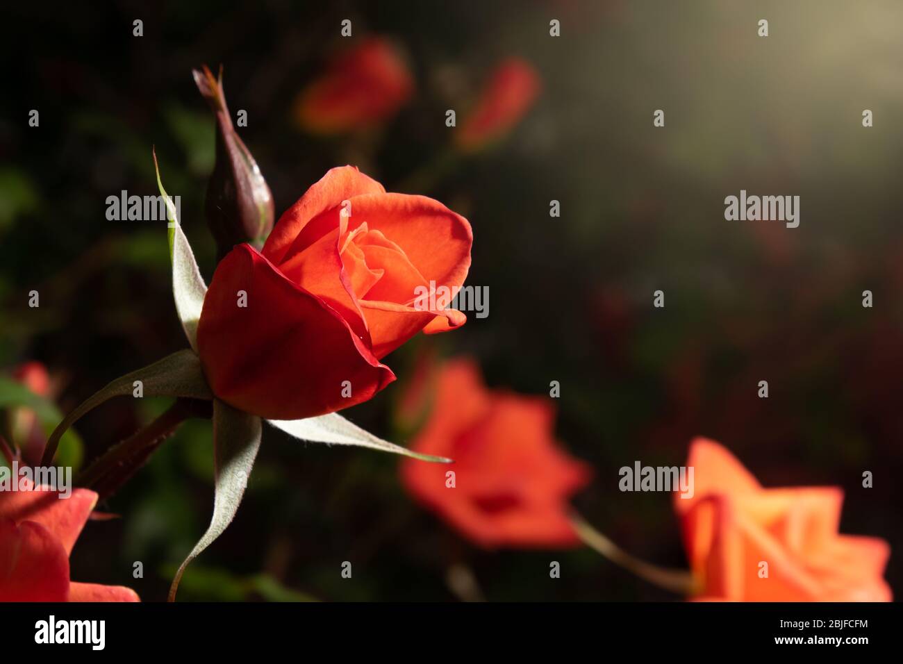 Rote Rose Nahaufnahme in dramatischem Sonnenuntergang Licht mit Kopierraum für Text. Grußkarte für Muttertag. Stockfoto
