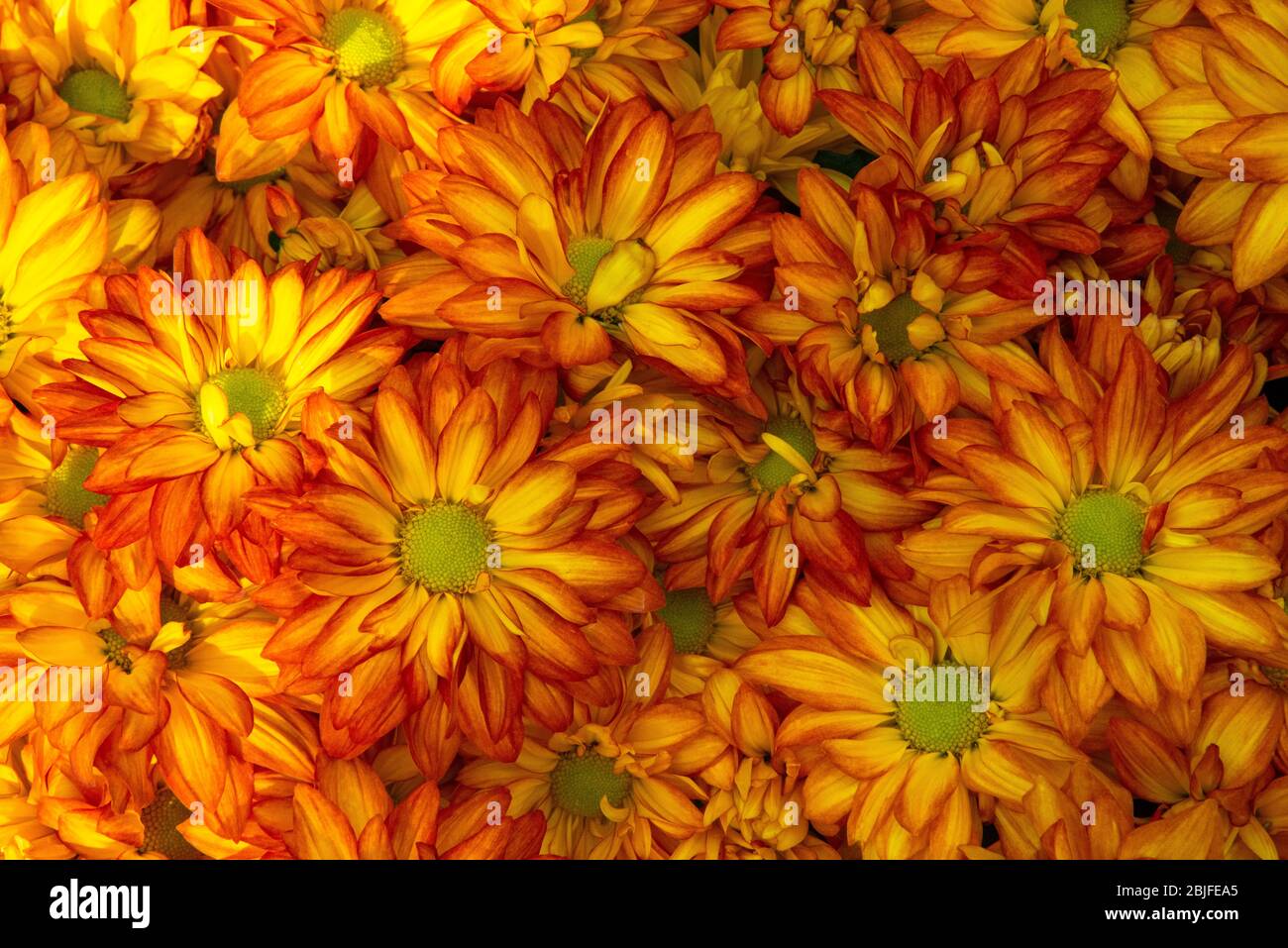 Orangefarbene und gelbe Chrysanthemen Stockfoto