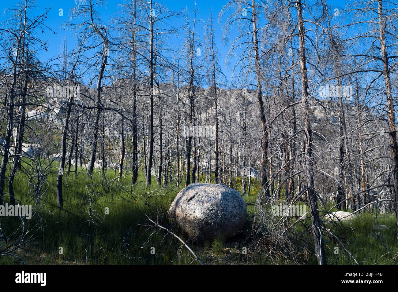 Serra da Estrela Gebirge im Naturpark. Gletschererratik Felsbrocken und verbrannte Nadelbäume durch Feuer in dramatischen Wil beschädigt Stockfoto