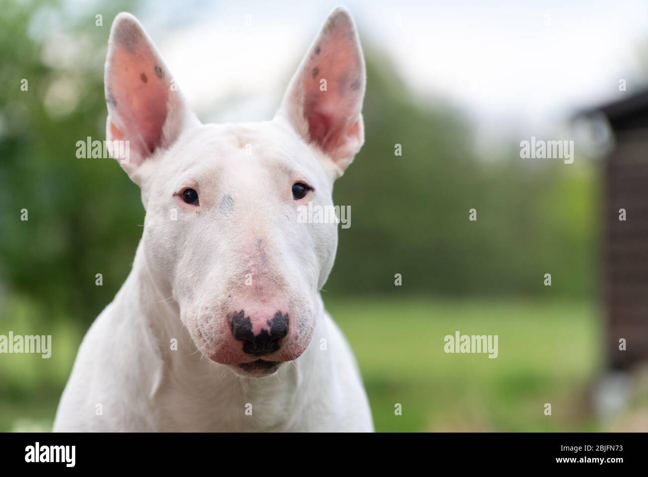 Weißes Bullterrier-Porträt mit Kopierraum Stockfoto