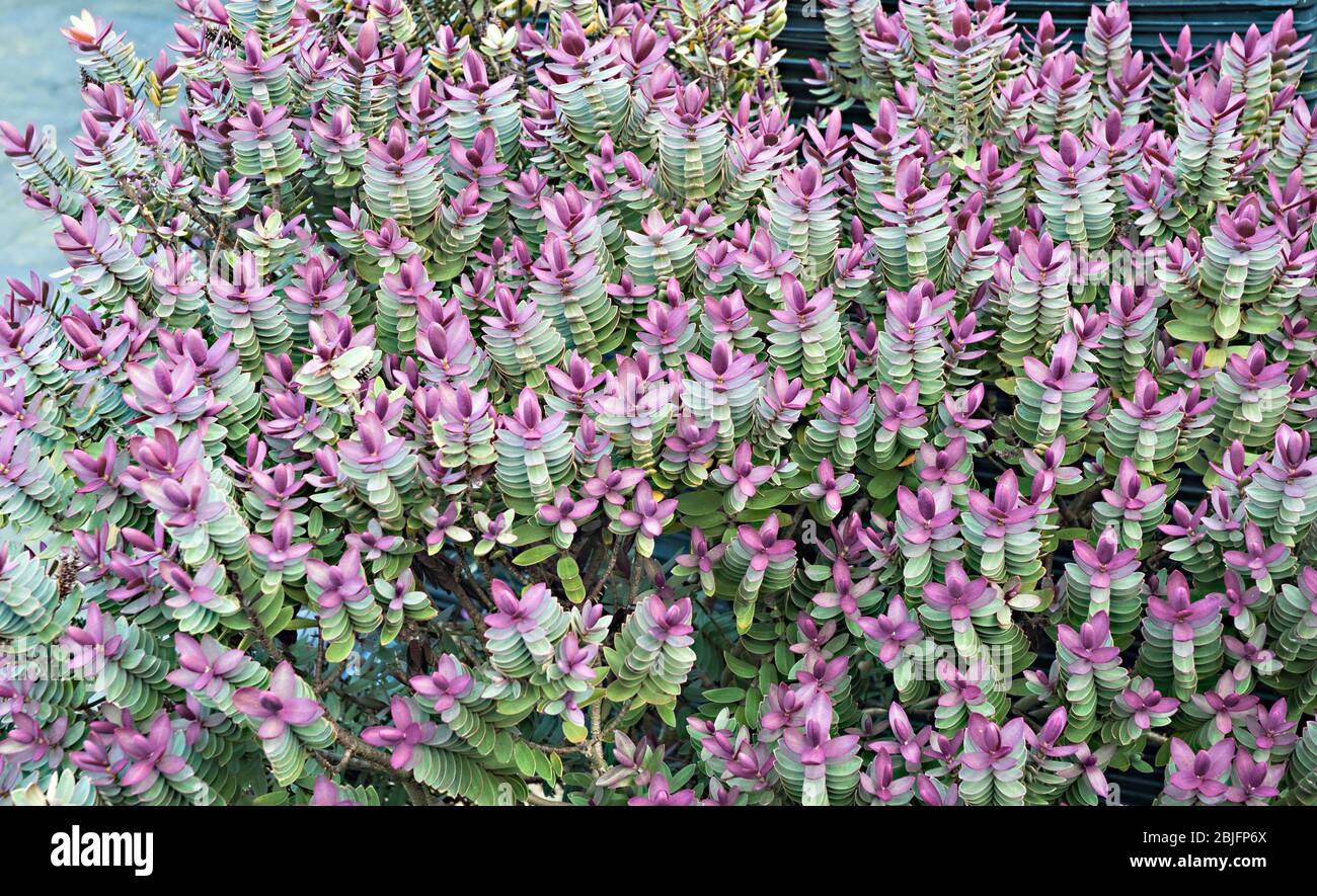 Hebe Red Edge zeigt neue rote Blätter im Frühjahr. Ein sich ausbreitender Strauch, der eine immergrüne Staude und frosthart ist. Stockfoto