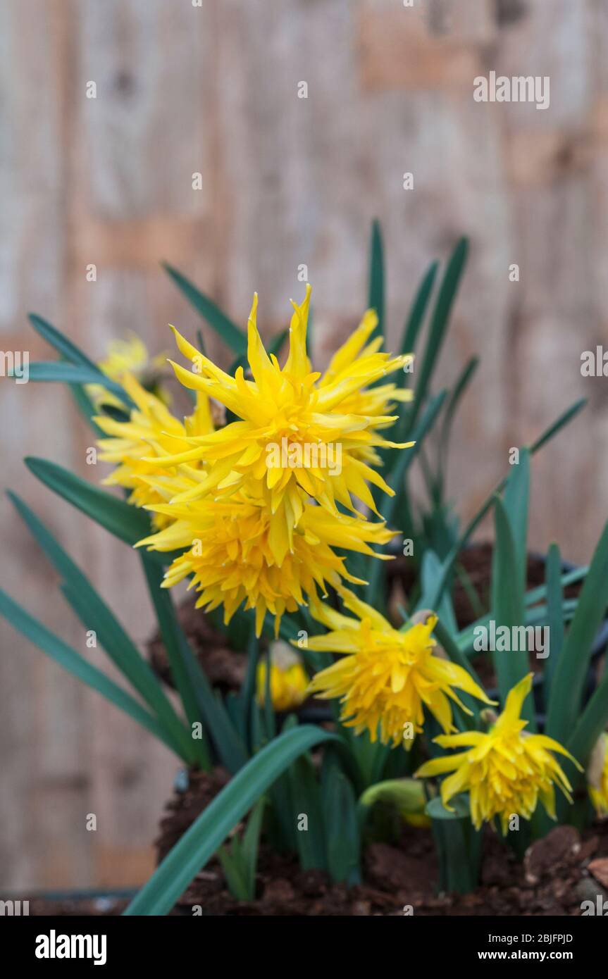 Nahaufnahme des Narzissus Rip Van Winkle in der Blüte im Frühjahr. Narcissi Rip Van Winkle ist ein zweifaches Narzissi mit gelben Blumen. Stockfoto