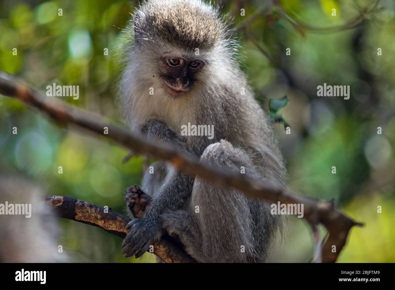 Ein kleiner Affe sitzt auf einem Baumkieher und blickt in den grünen Wald hinab Stockfoto