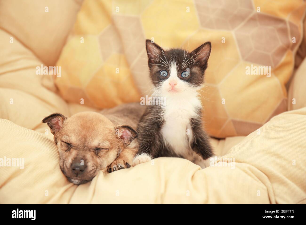 Niedliches kleines Kätzchen und Welpe auf Kopfkissen zu Hause Stockfoto