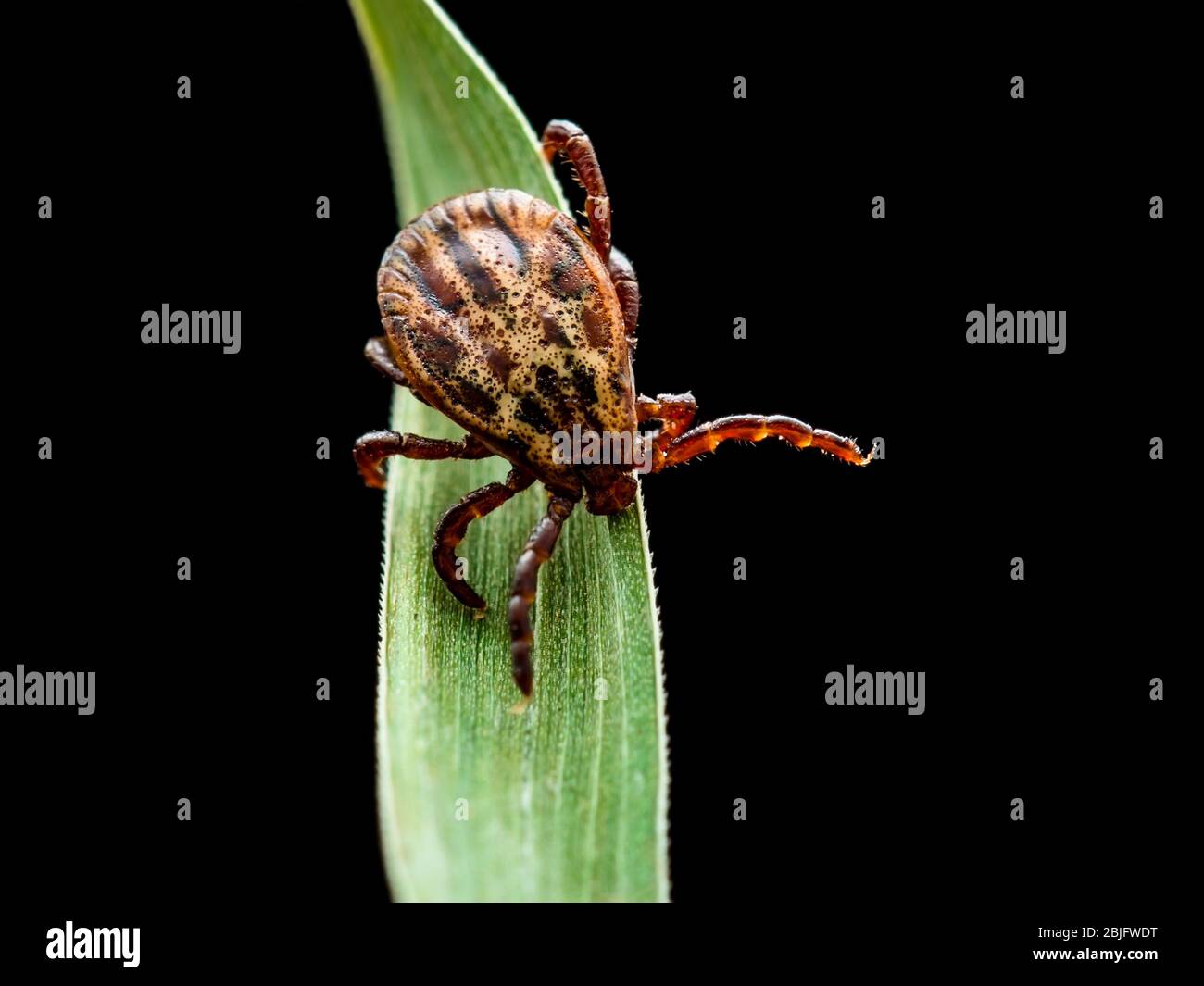 Enzephalitis Tick Insektenkriechen auf grünem Gras isoliert auf Schwarz. Enzephalitis Virus oder Lyme Borreliose Infektiöse Dermacentor Tick Arachni Stockfoto