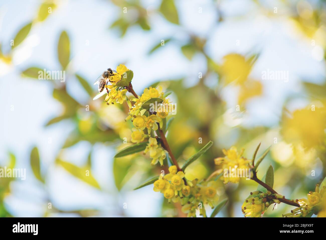 Detail einer Biene, die auf gelben Blüten eines verschwommenen Busches sitzt Stockfoto