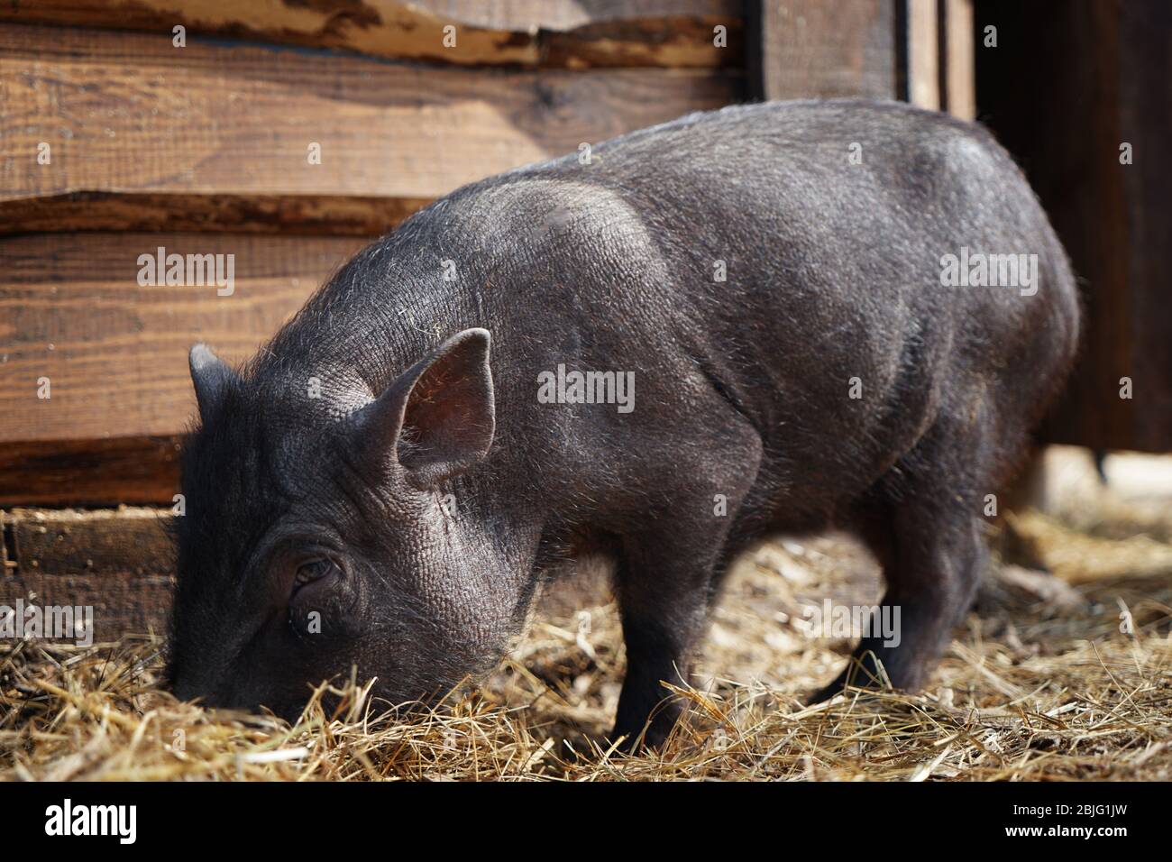 Schwein Im Garten Stockfotos Und Bilder Kaufen Alamy