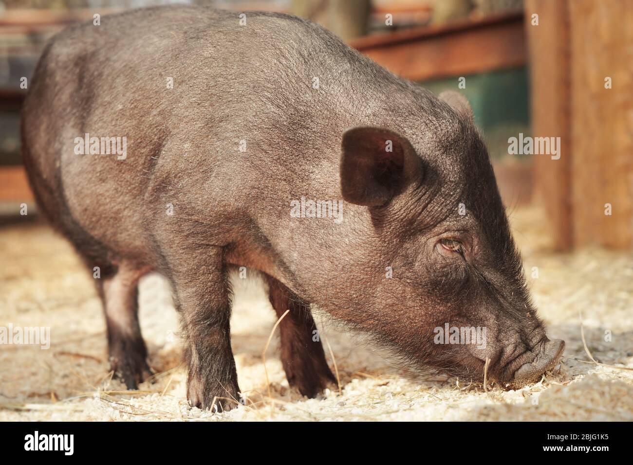 Schwein Im Garten Stockfotos Und Bilder Kaufen Alamy