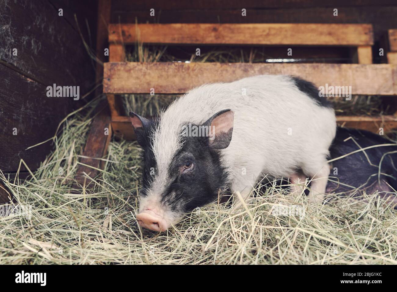 Schwein Im Garten Stockfotos Und Bilder Kaufen Alamy