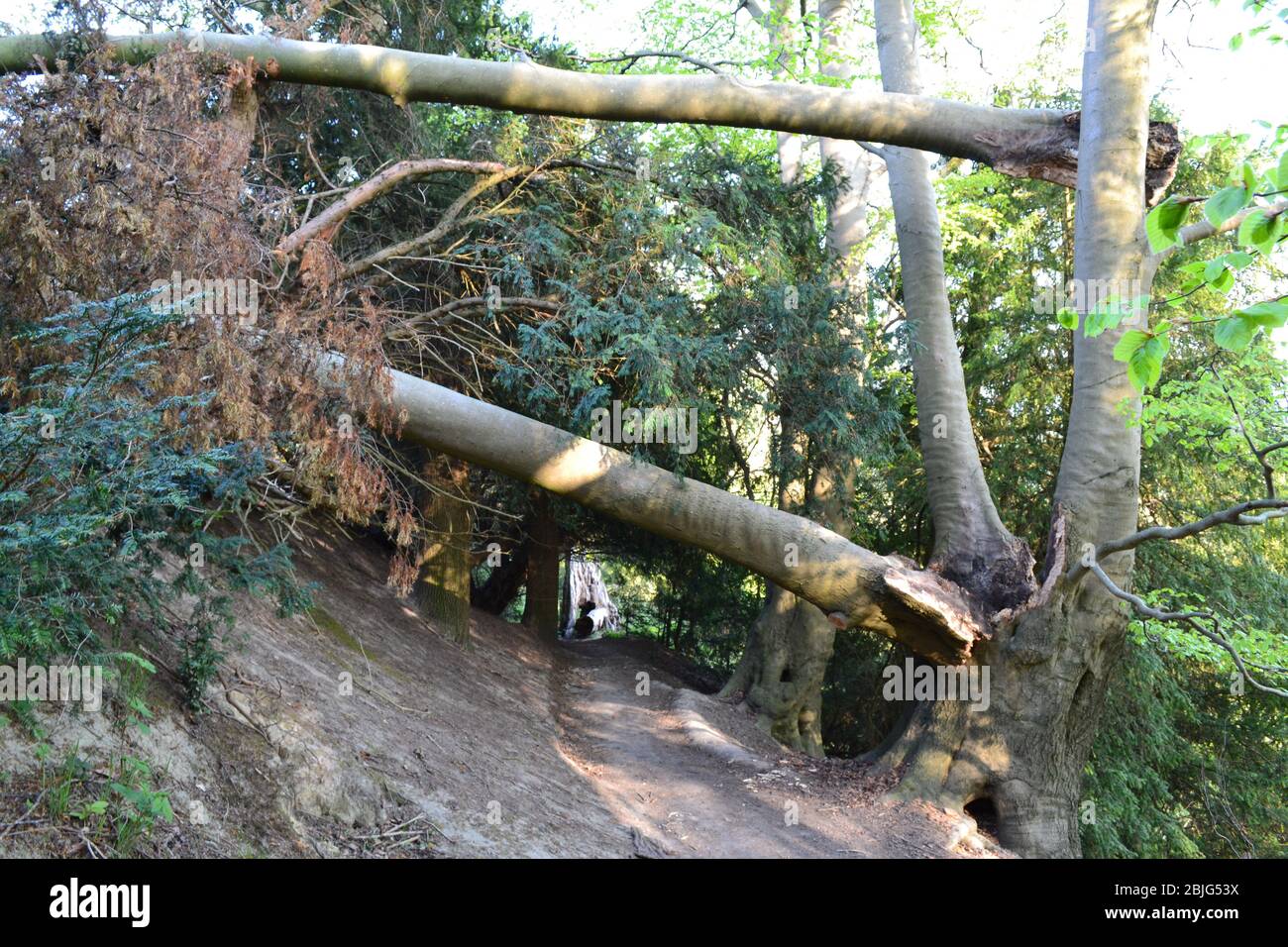 Szenen aus dem Anwesen Ightham Mote auf dem Greensand Ridge in Kent. Sehr starke Winde im späten Winter Stürme brachten viele Bäume in der Gegend im Jahr 2020. Stockfoto