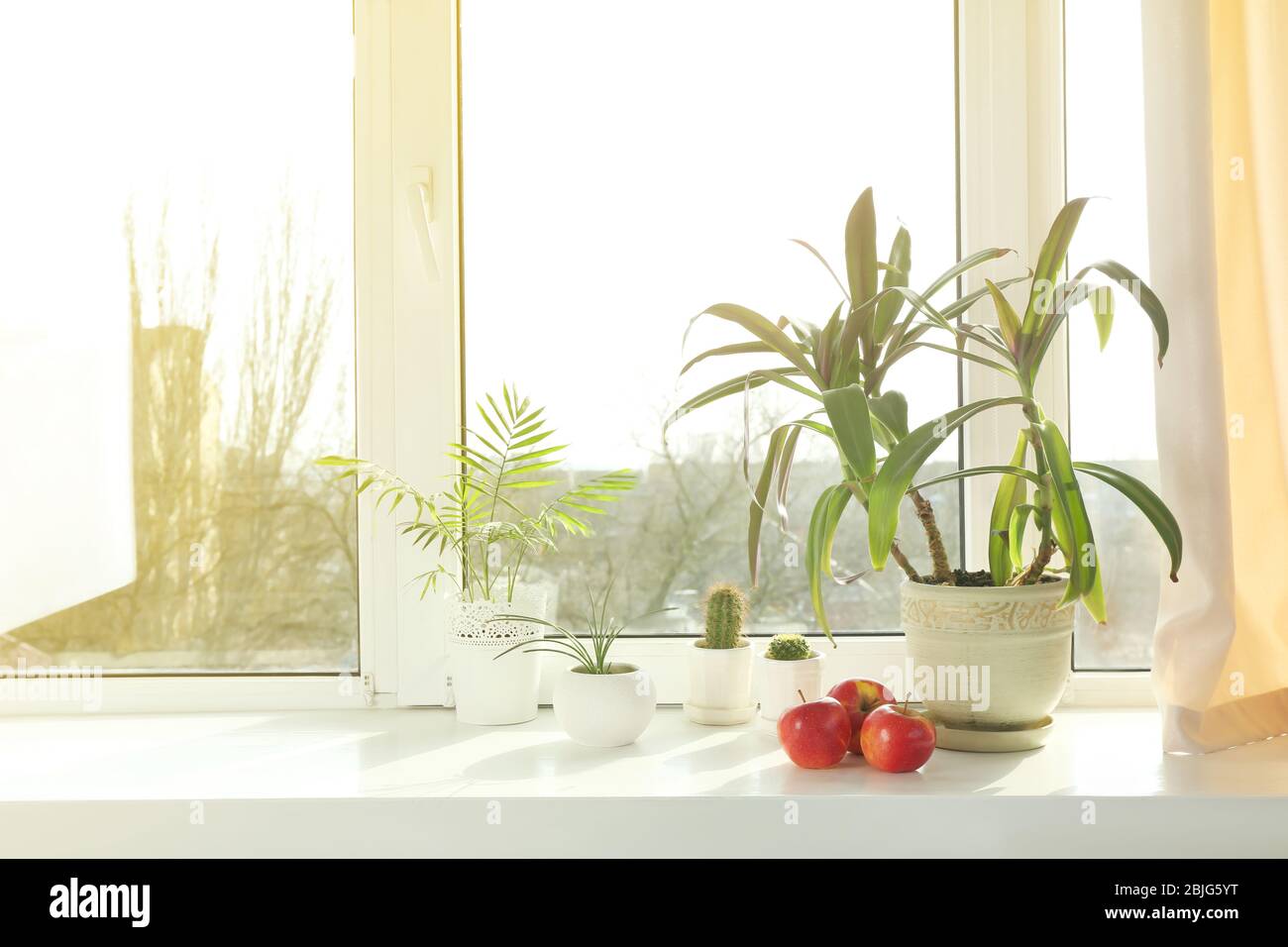 Fensterbank mit schönen heimischen Pflanzen Stockfoto