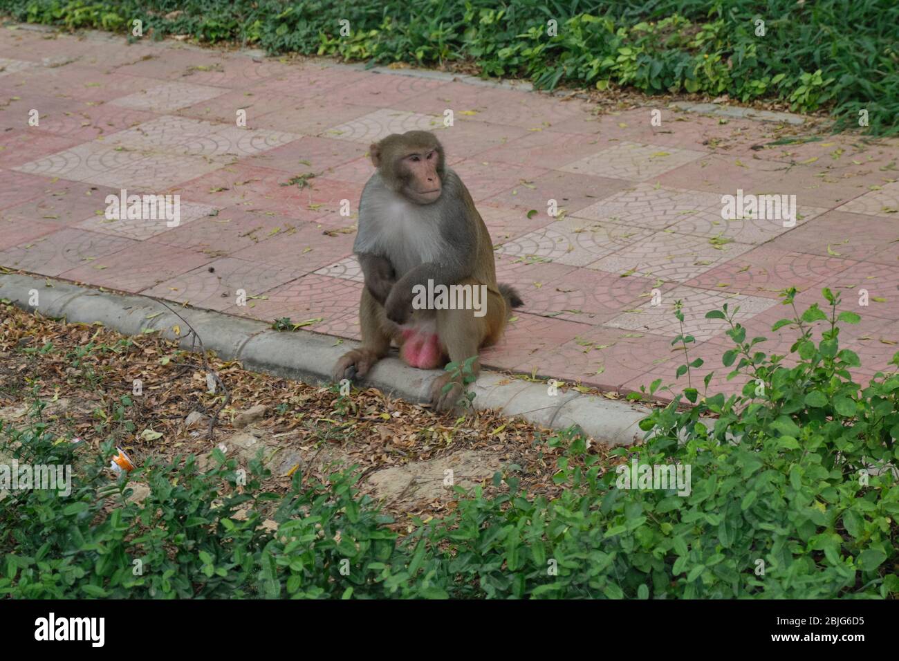 Rhesus macaque, Macaca mulatta, wilder Affe auf der Straße in Neu Delhi, Indien Stockfoto