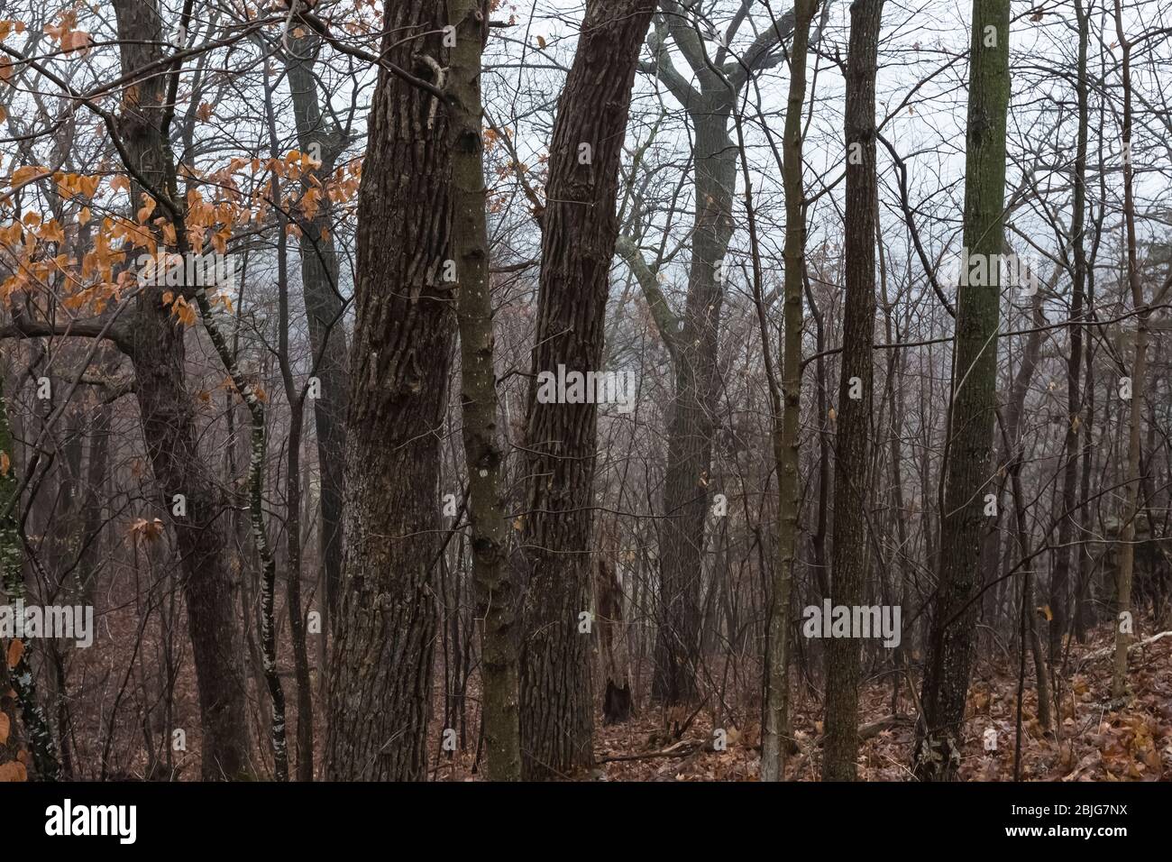 Bewaldeter Bluff im Enterprise Rest Area in östlicher Richtung entlang der Interstate 90 in Minnesota, USA Stockfoto
