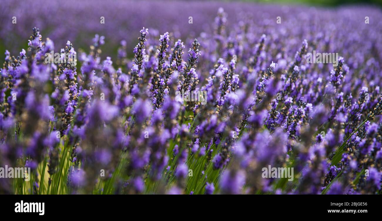 Washington Island Lavendelfelder Stockfoto