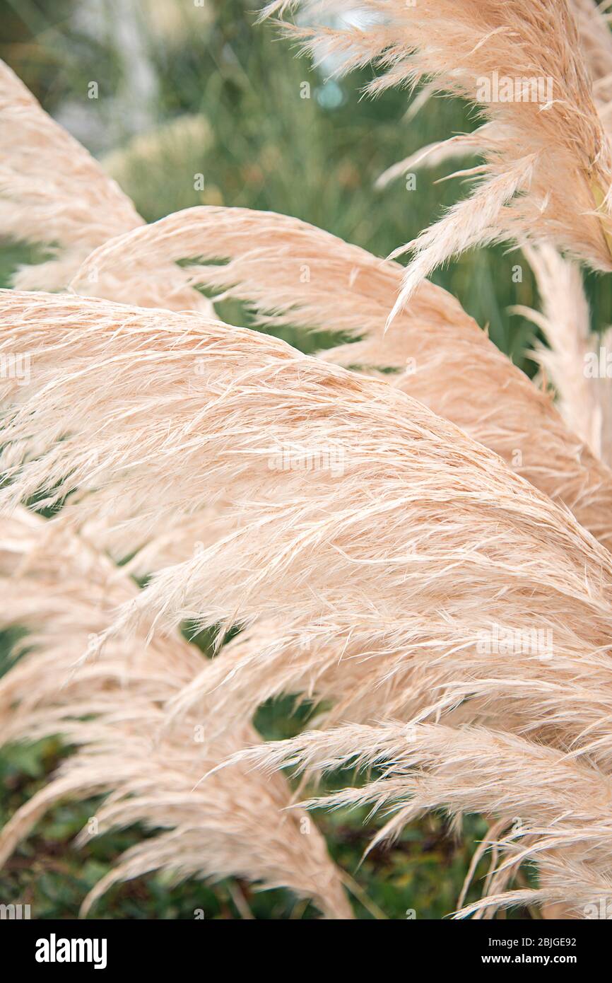 Pampas Graspflanzen wachsen in einem Garten. Wispy und feathery getrocknete botanische Gräser. Stockfoto
