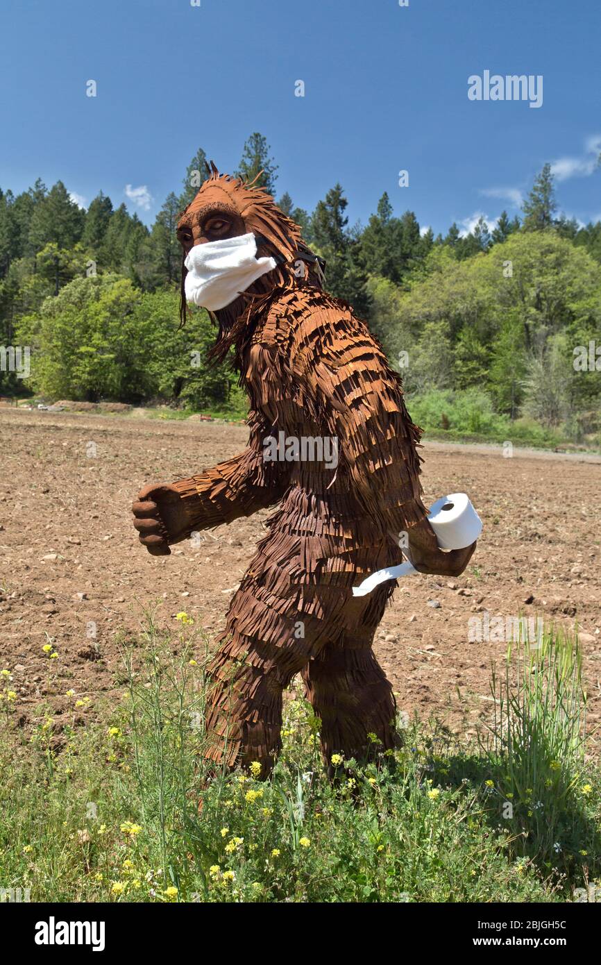Bigfoot trägt COVID-19 Antivirenmaske, trägt eine Rolle Toilettenpapier, trägt Schutzkleidung, durchquert kultiviertes Feld, Waldrand. Stockfoto