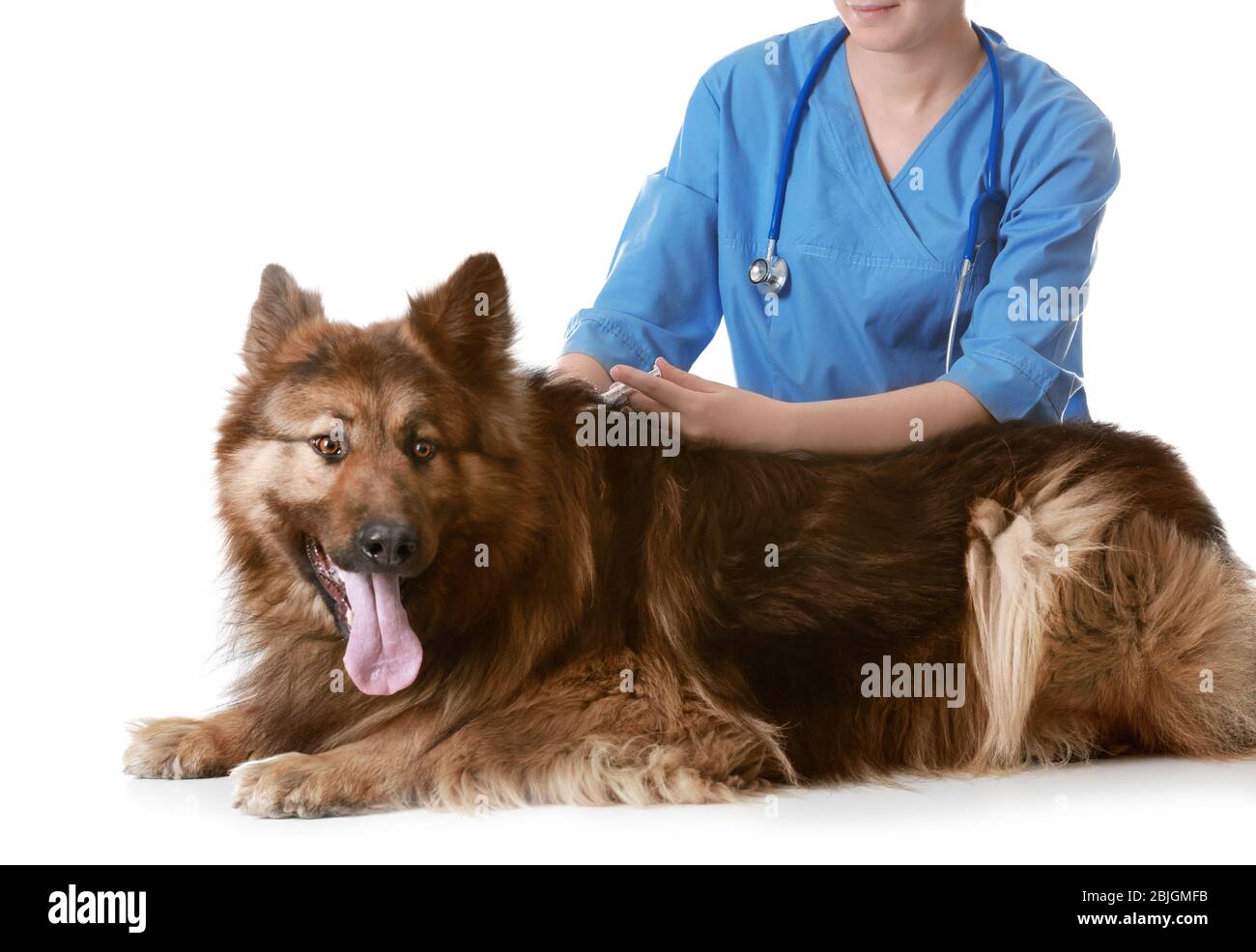 Tierarzt impfenden Hund auf weißem Hintergrund Stockfoto