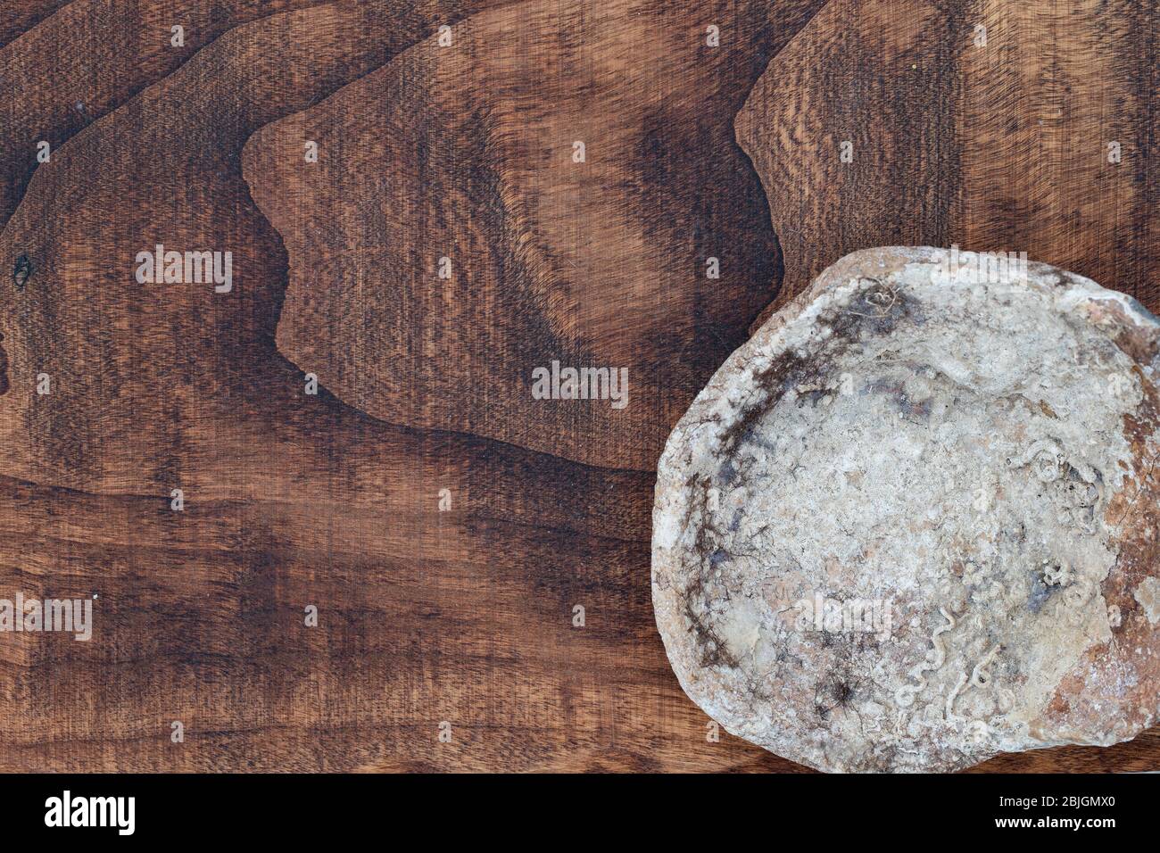 Eine Amphore auf einer rauen Holzstruktur Grunge Meer gewaschen verwittertes Holz und bunte Seeigel Muscheln Draufsicht, gefiltertes Bild mit etwas Platz für Typi Stockfoto