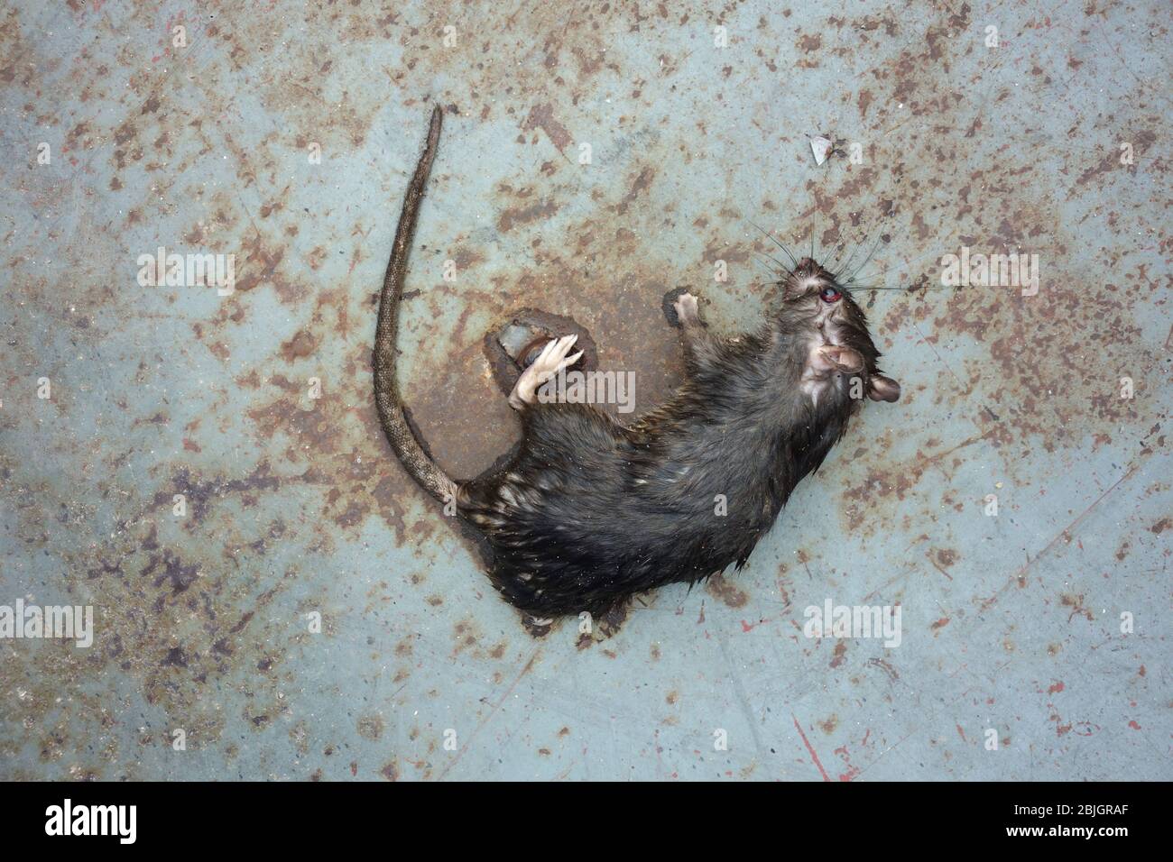 Tote nasse städtische Norweger Ratte auf den Straßen von Manhattan, New York City Stockfoto