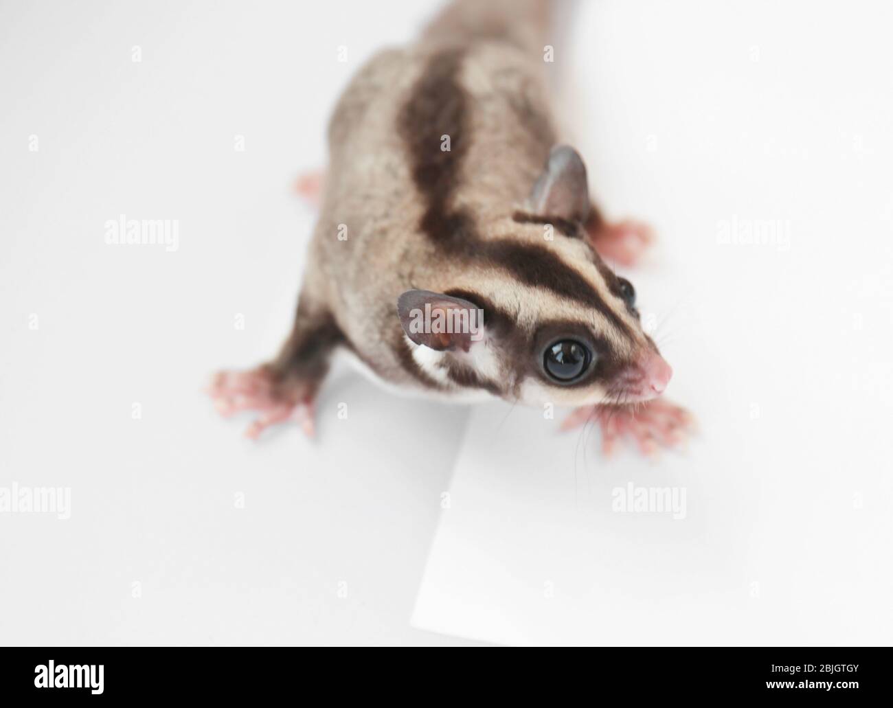 Niedlicher Zucker Segelflugzeug auf weißem Hintergrund Stockfoto