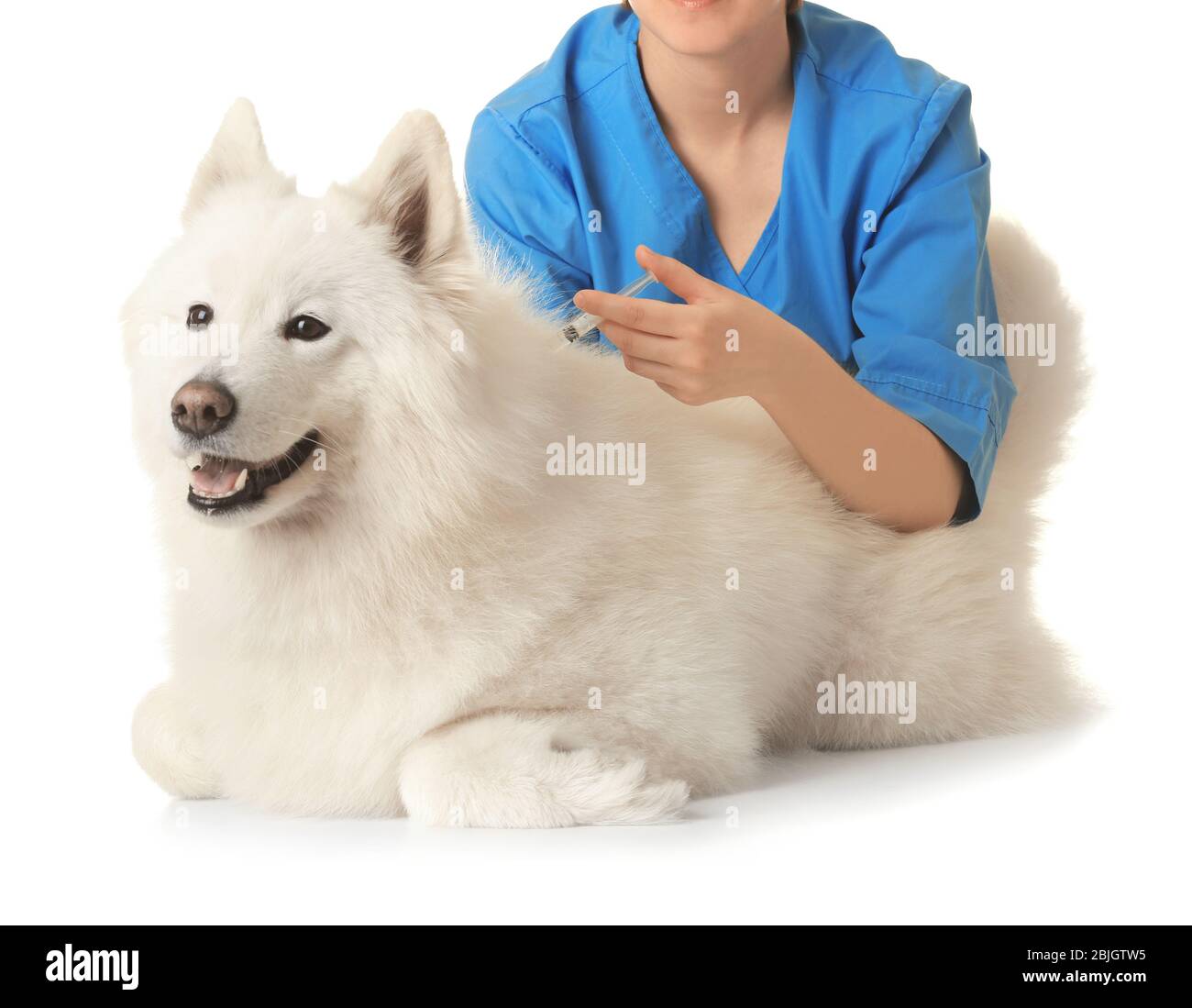 Tierarzt Injektion an Hund auf weißem Hintergrund Stockfoto