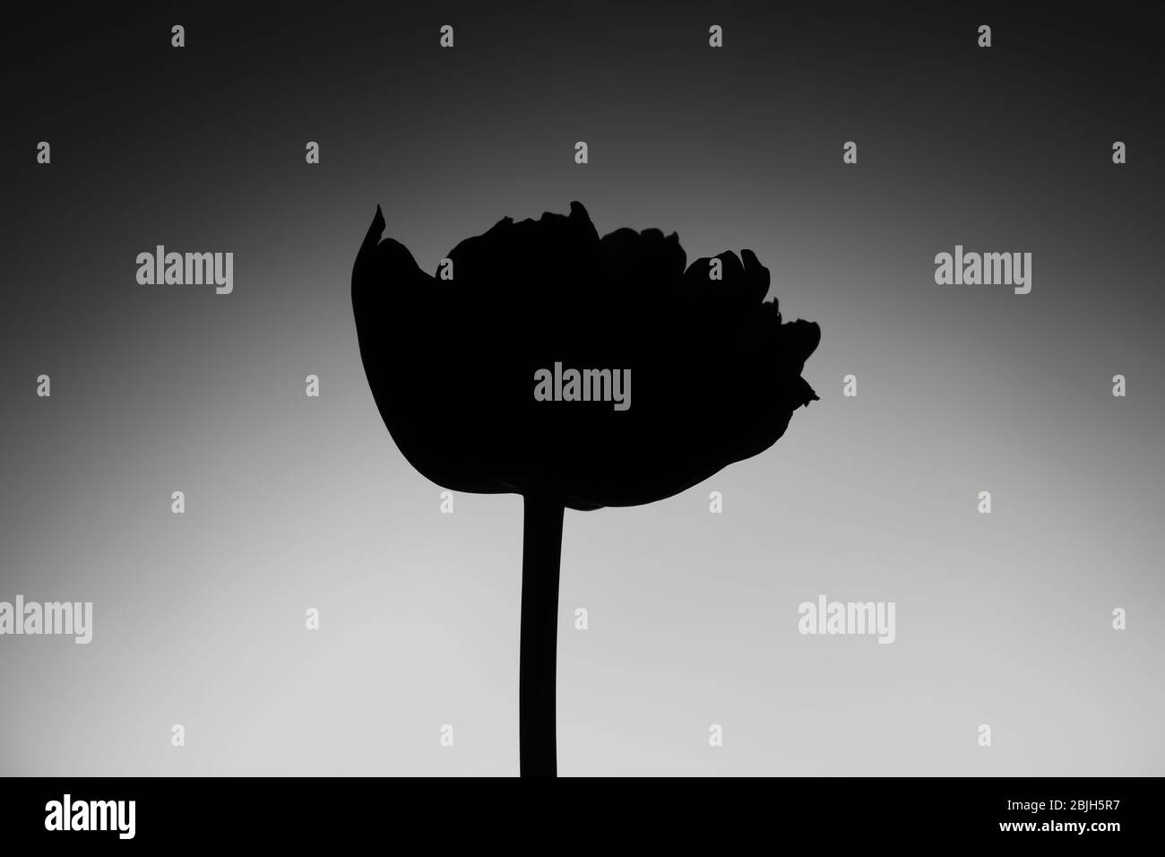 Schwarze Silhouette von schönen Tulpenblume auf hellem Hintergrund Stockfoto