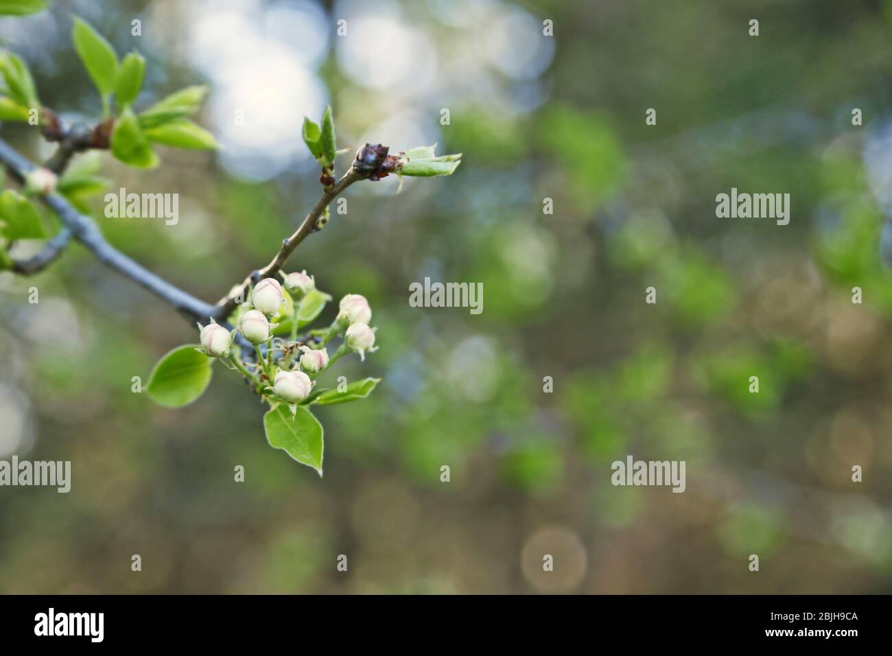 Baumzweig mit ungeöffneten Blütenknospen auf verschwommenem Hintergrund Stockfoto