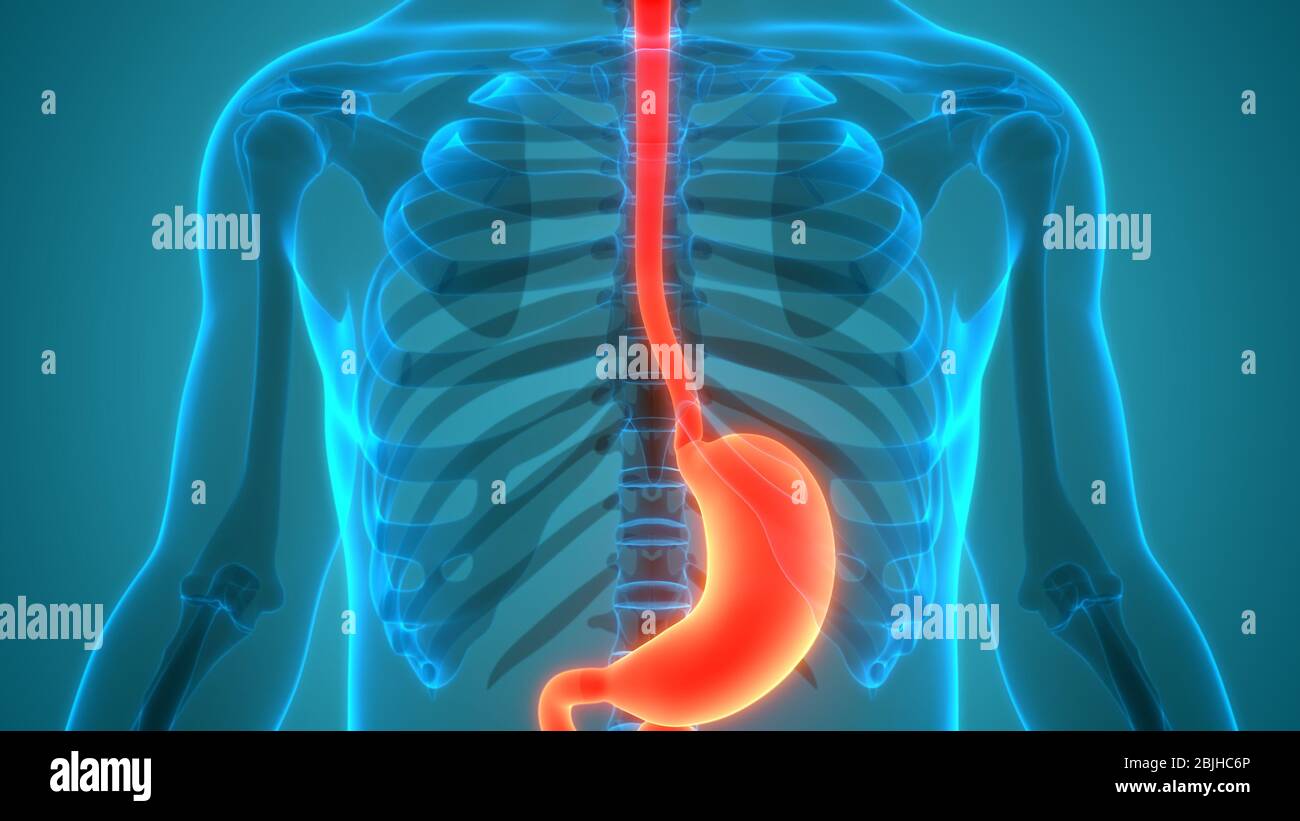 Anatomie der menschlichen Verdauungssystem Stockfoto