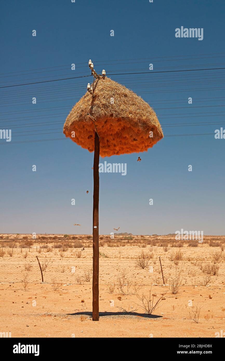 Gesellige Weavers Nest auf Mast, in der Nähe von Kenhardt, Nordkap, Südafrika Stockfoto
