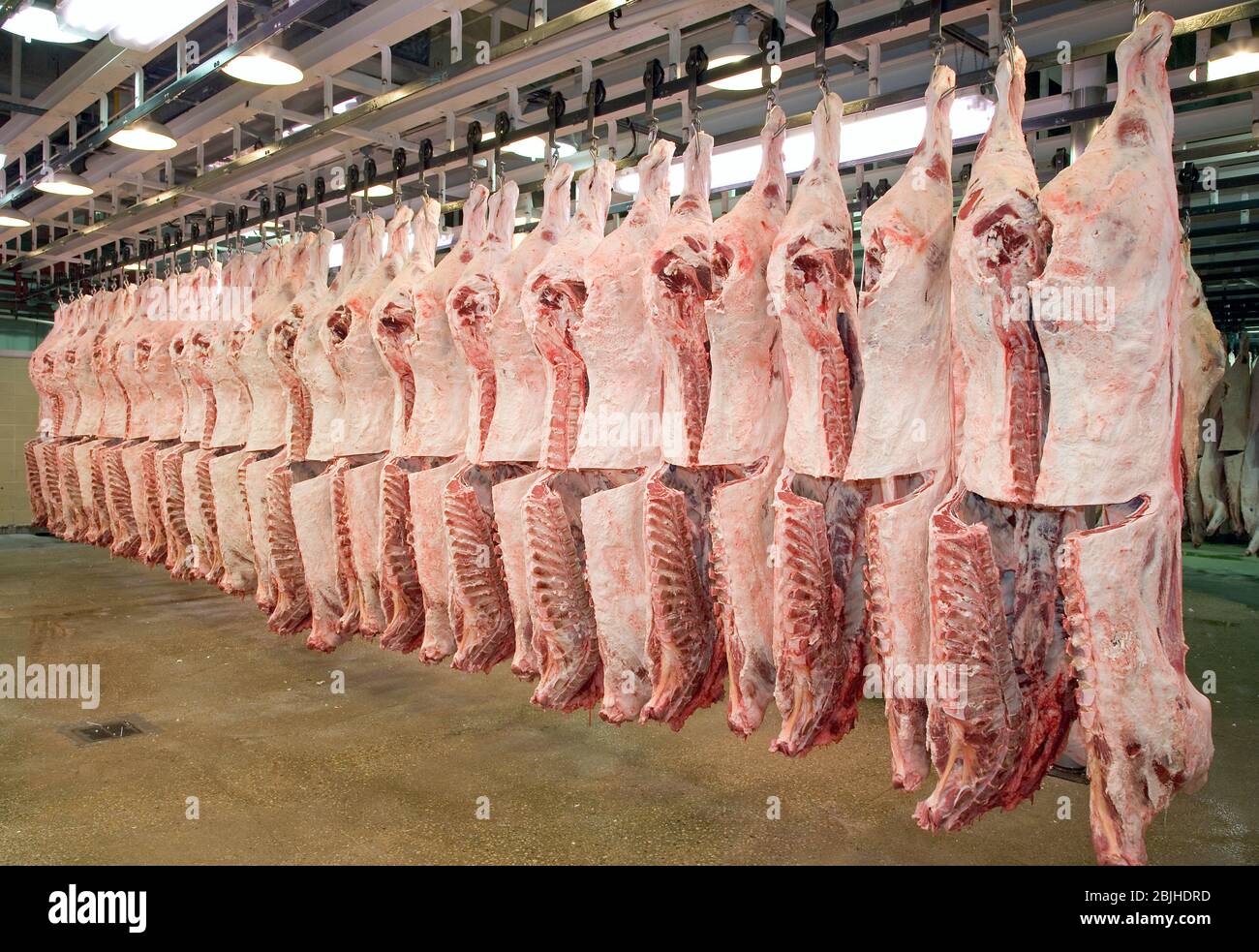 Frisch geschlachtete Schlachtkörper hängen in einem Kühlraum der Fleischverarbeitungsanlage. Das Lendenauge wird ausgesetzt, um die Qualität zu bestimmen. Stockfoto