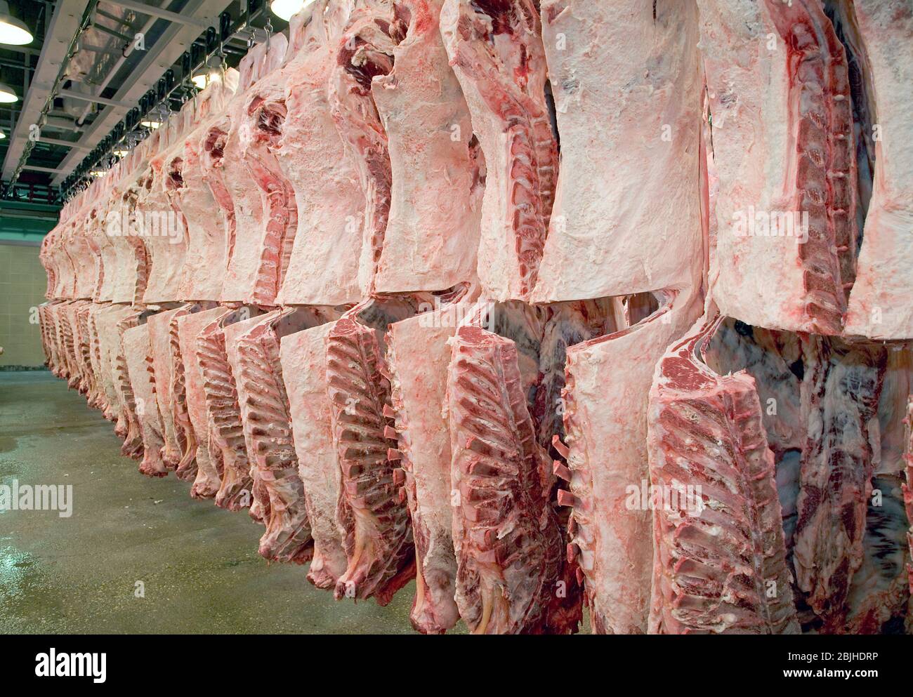 Frisch geschlachtete Schlachtkörper hängen in einem Kühlraum der Fleischverarbeitungsanlage. Das Lendenauge wird ausgesetzt, um die Qualität zu bestimmen. Stockfoto