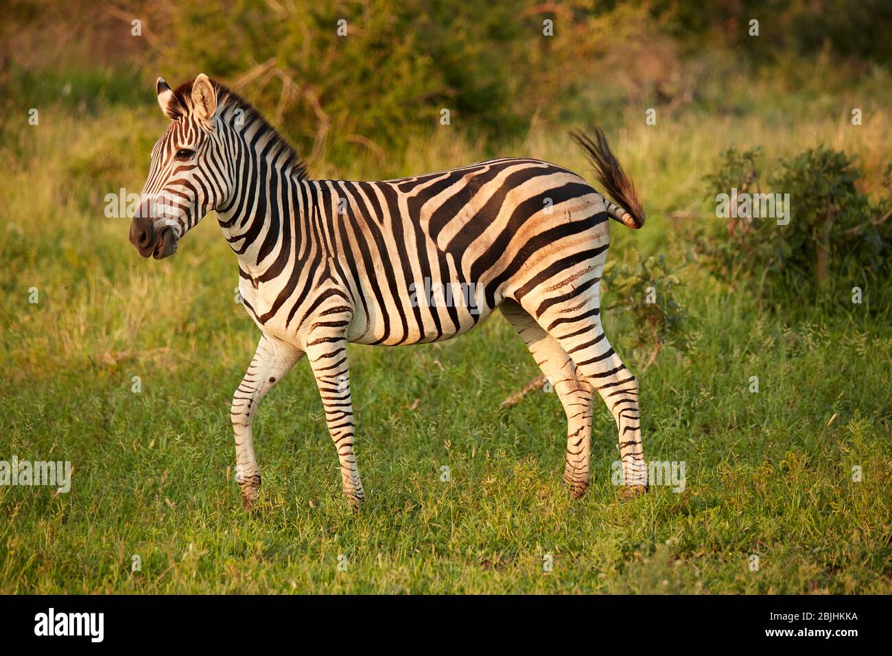 Burchell Zebra (Equus Quagga Burchellii), Krüger Nationalpark, Südafrika Stockfoto