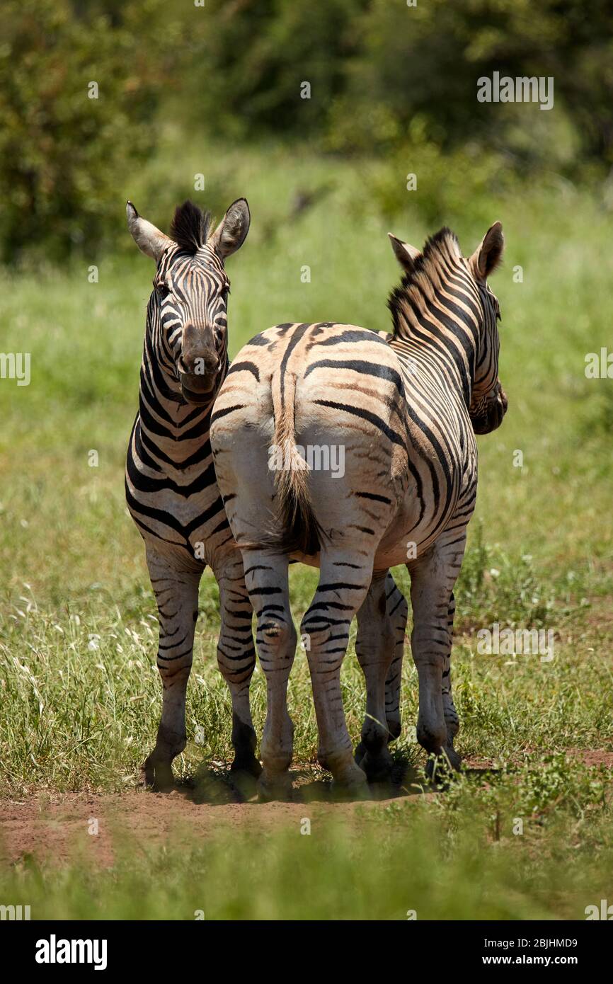 Burchell-Zebras (Equus quagga burchellii), Kruger-Nationalpark, Südafrika Stockfoto