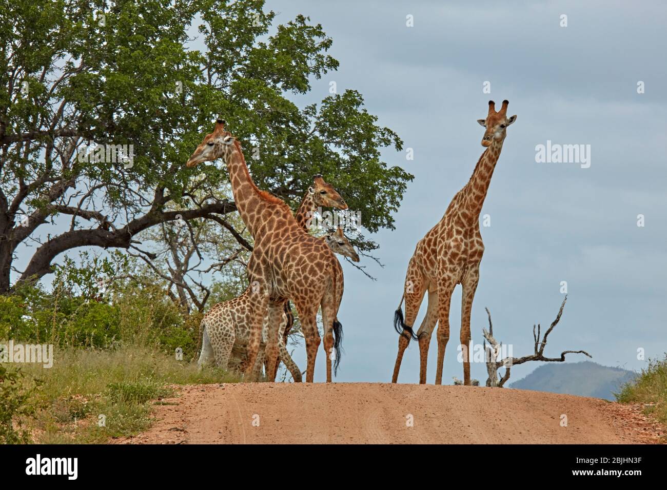 Südafrikanische Giraffen (Giraffa camelopardalis giraffa) auf der Straße, Kruger Nationalpark, Südafrika Stockfoto