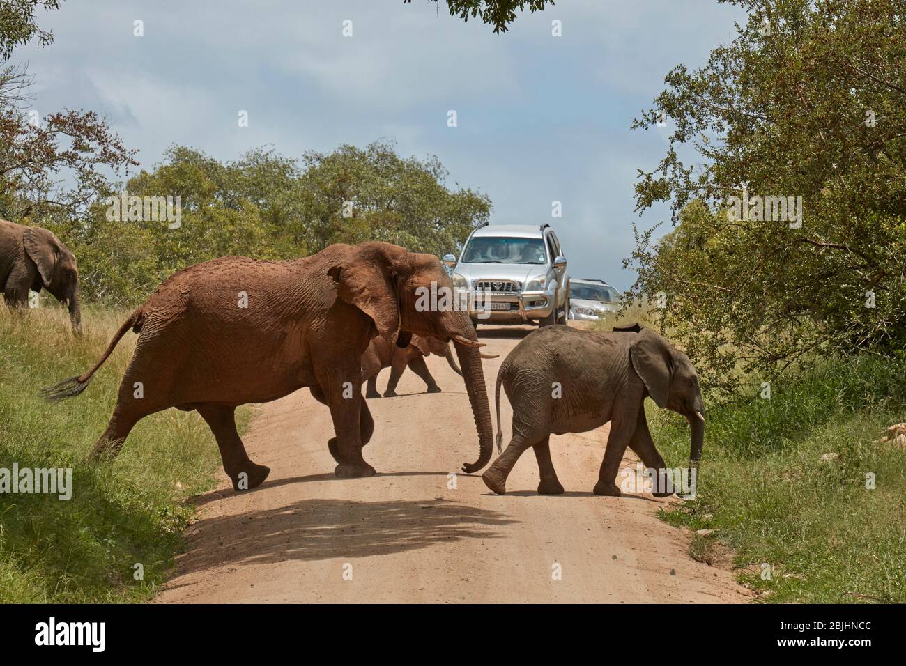 Elefant und Kalb (Loxodonta africana) Kreuzung Straße, Kruger National Park, Südafrika Stockfoto