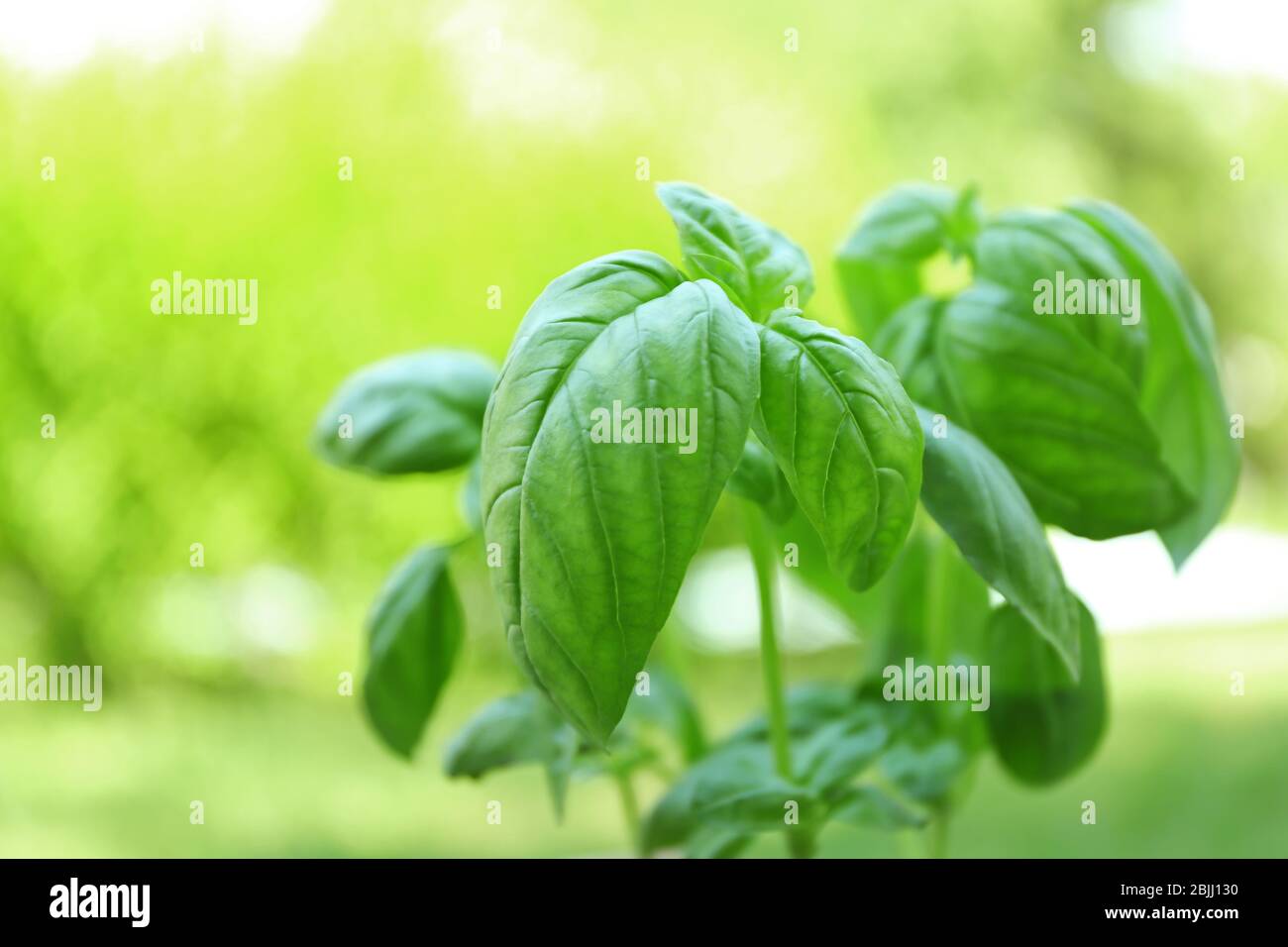 Grüne Basilikumpflanze auf unscharfer Hintergrund Stockfoto
